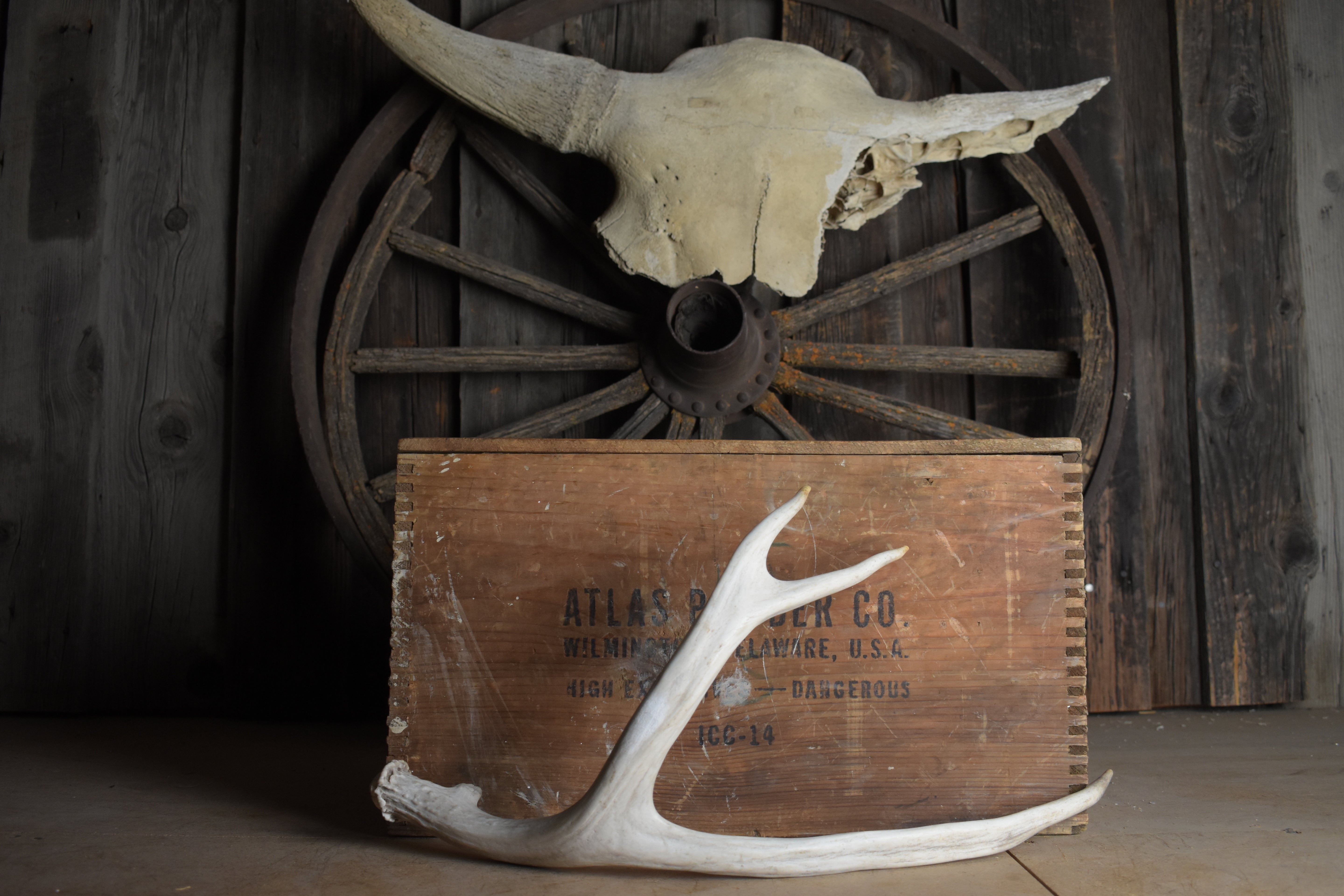 Mule Deer Antler | 40