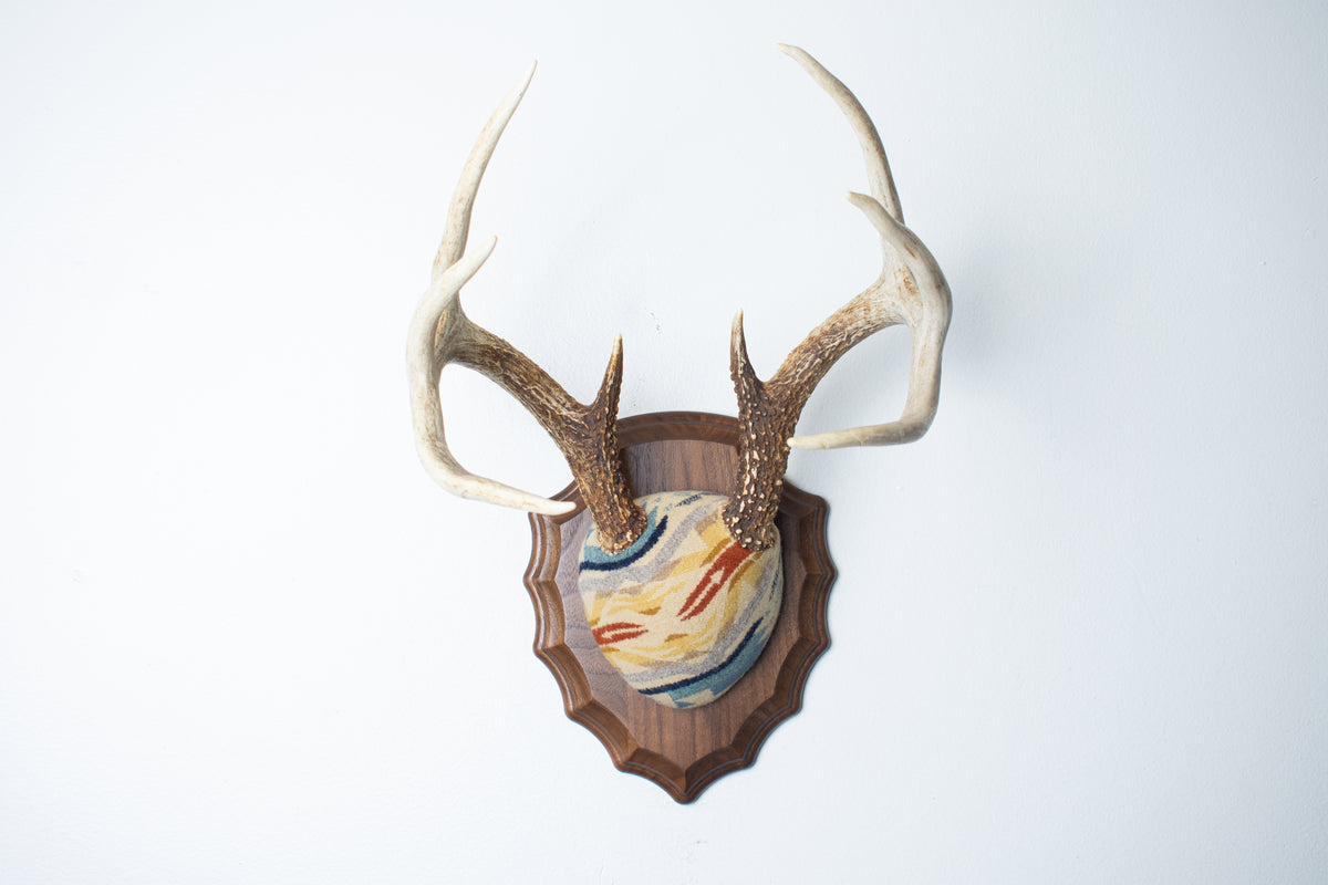 Whitetail Deer Antler Mount | Camas | 32