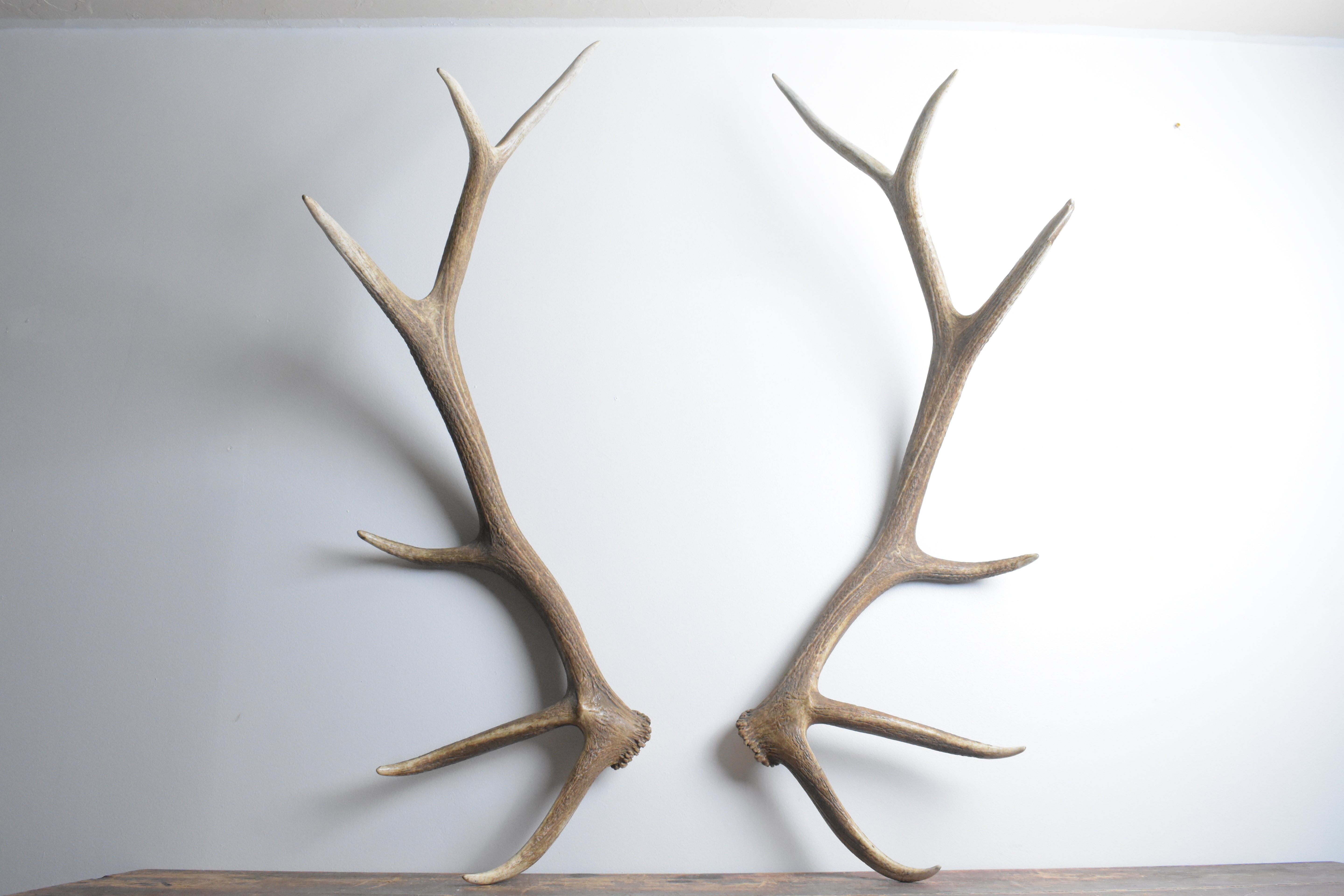 Elk Antler Set | 53