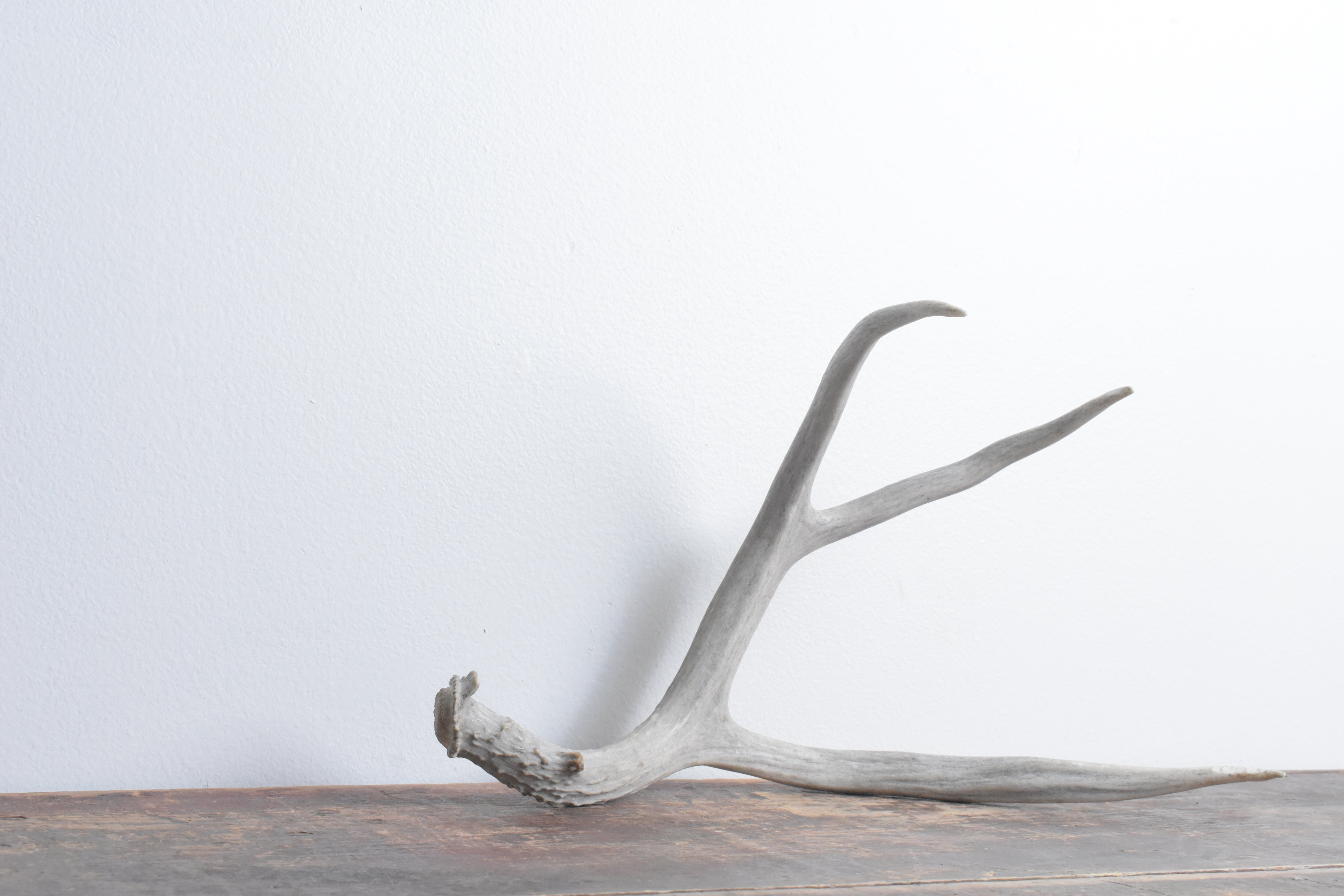 Mule Deer Antler | Medium Size | 22