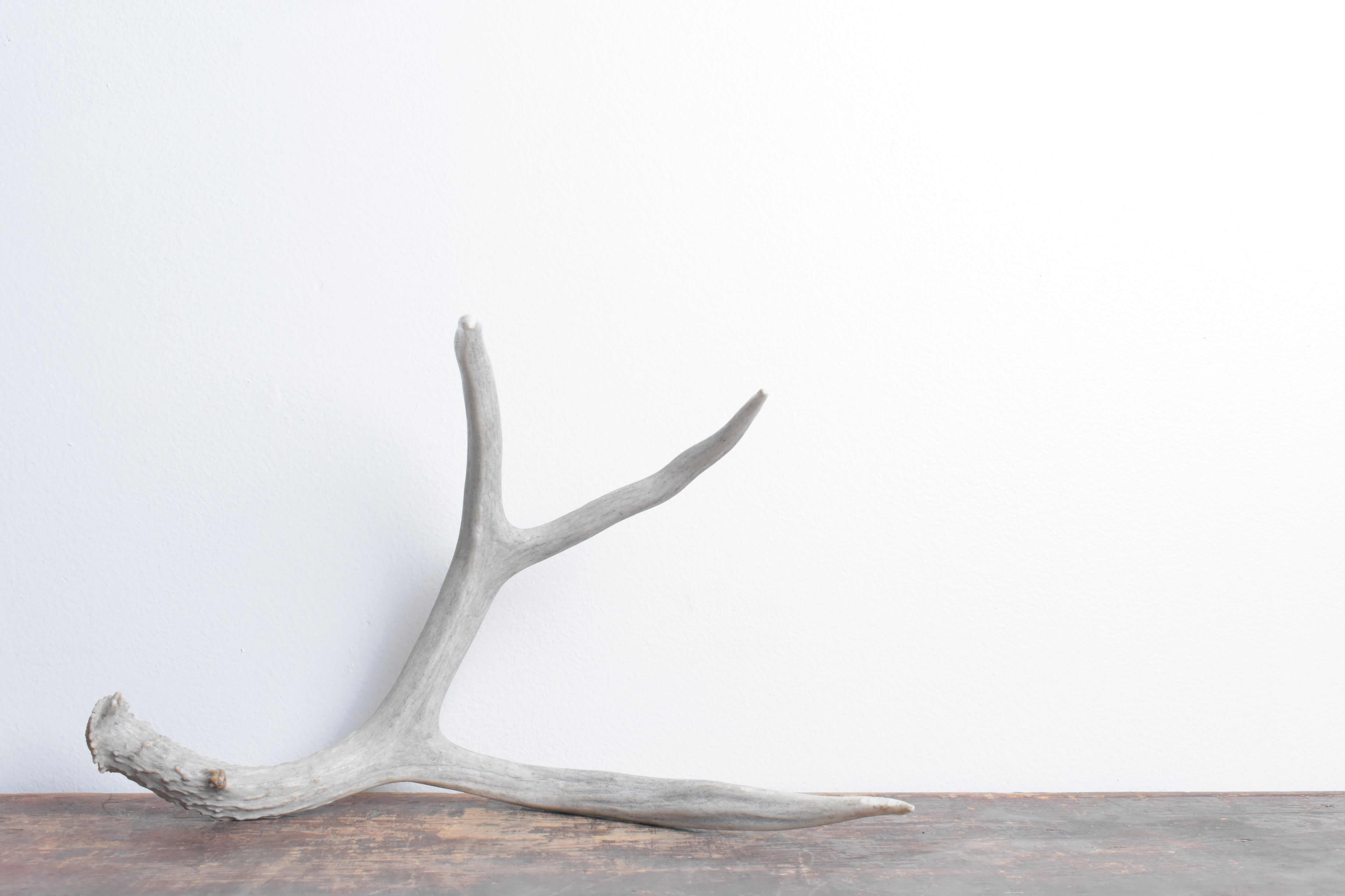 Mule Deer Antler | 22