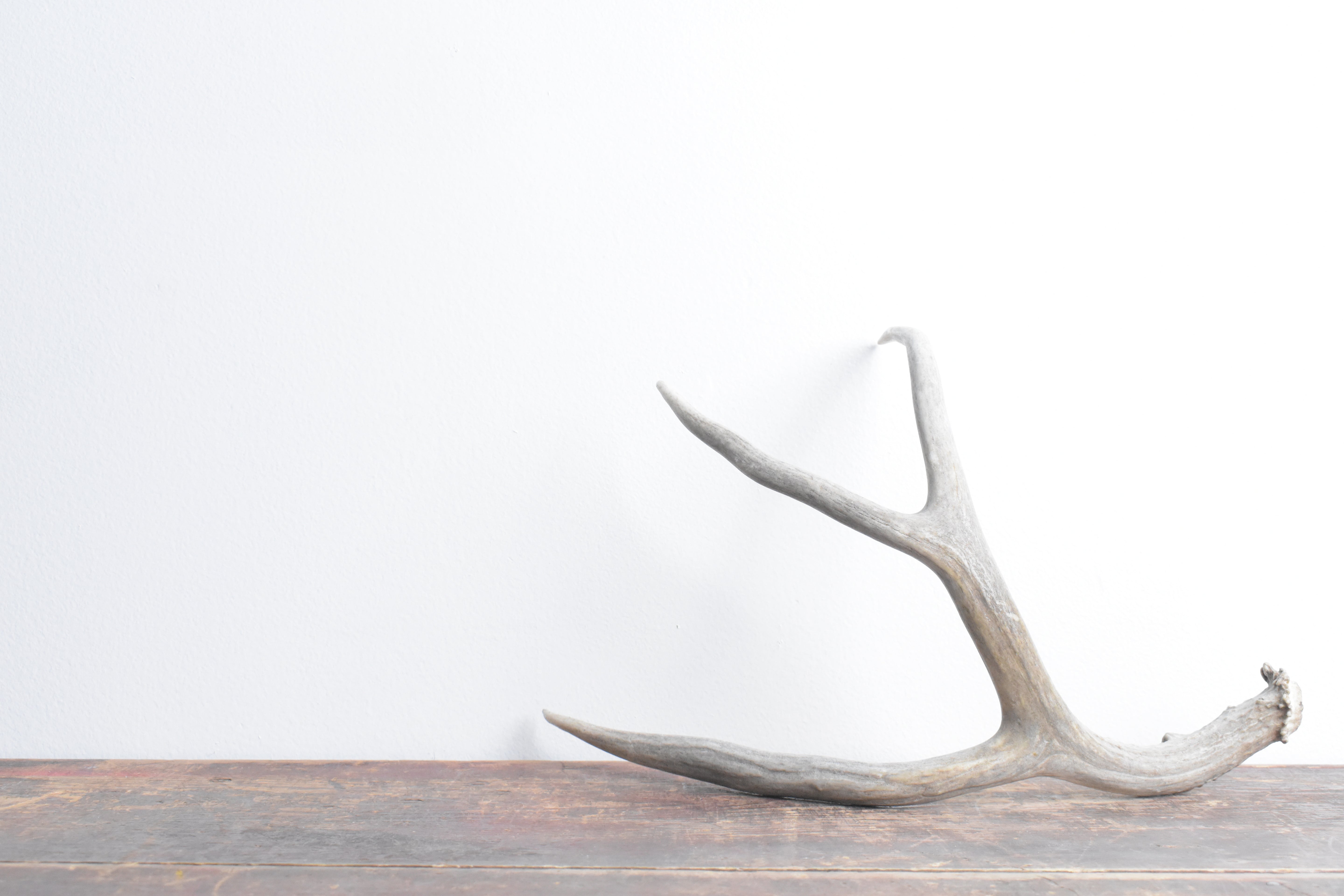 Mule Deer Antler | Medium Size | 22