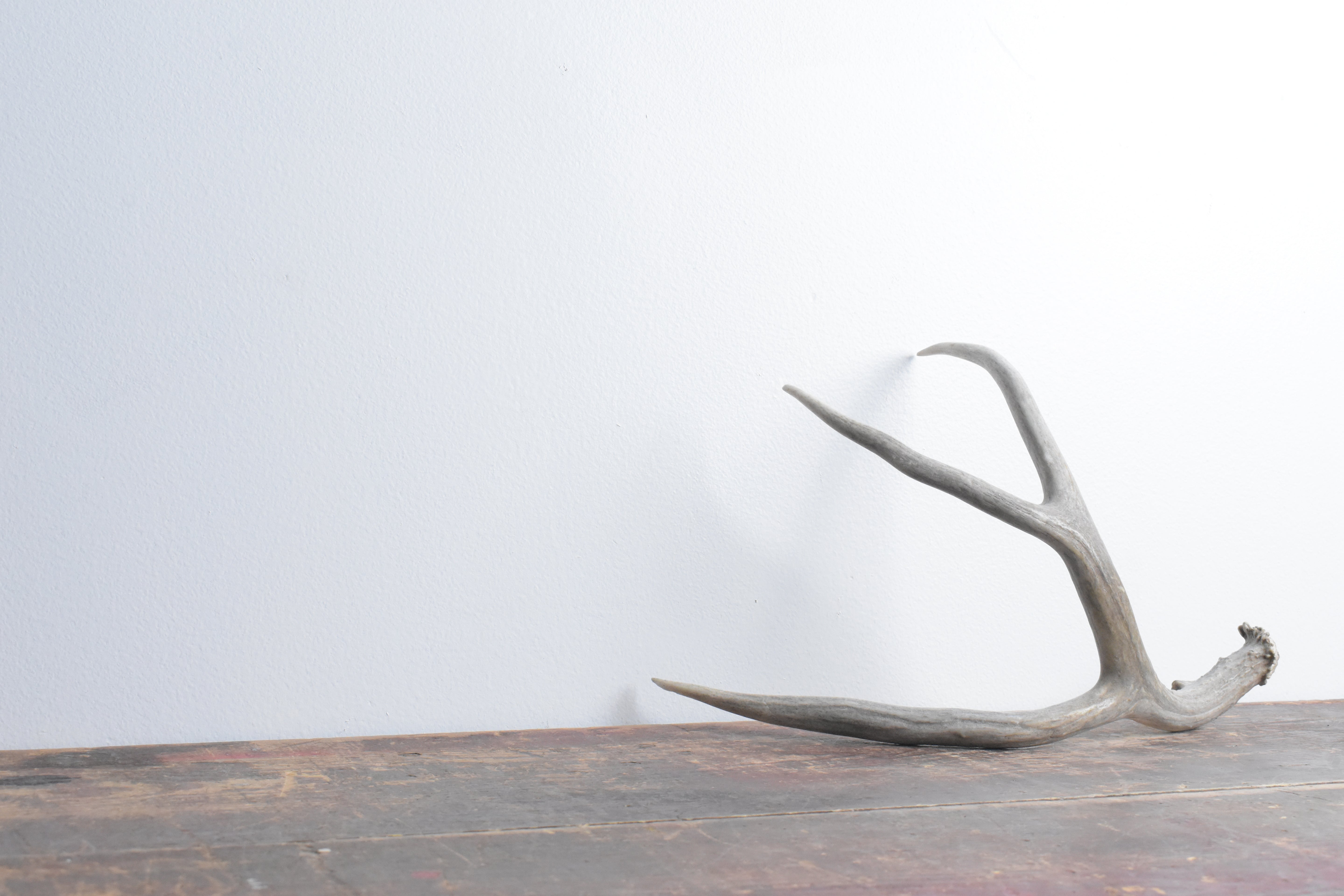 Mule Deer Antler | Medium Size | 22