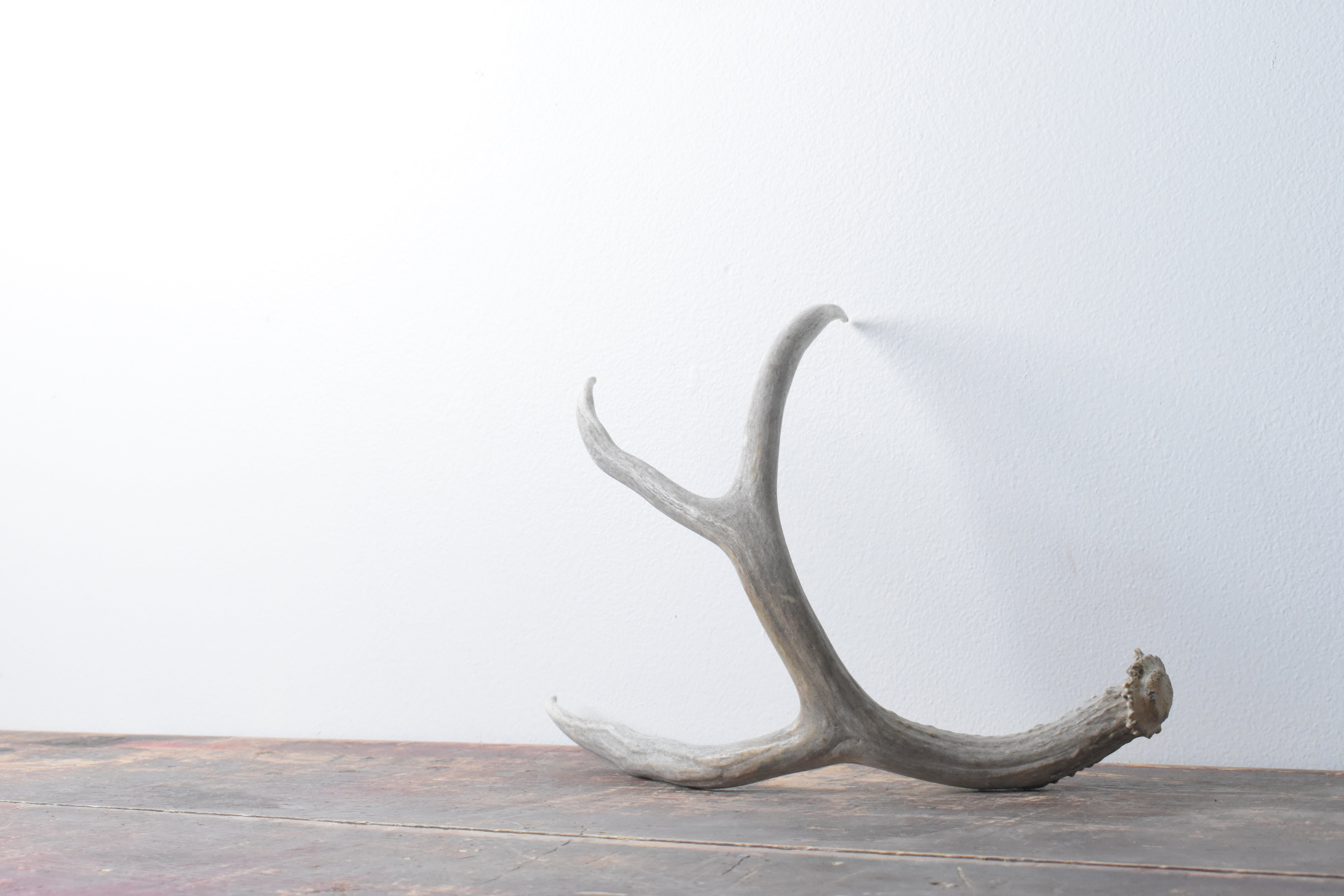 Mule Deer Antler | Medium Size | 22