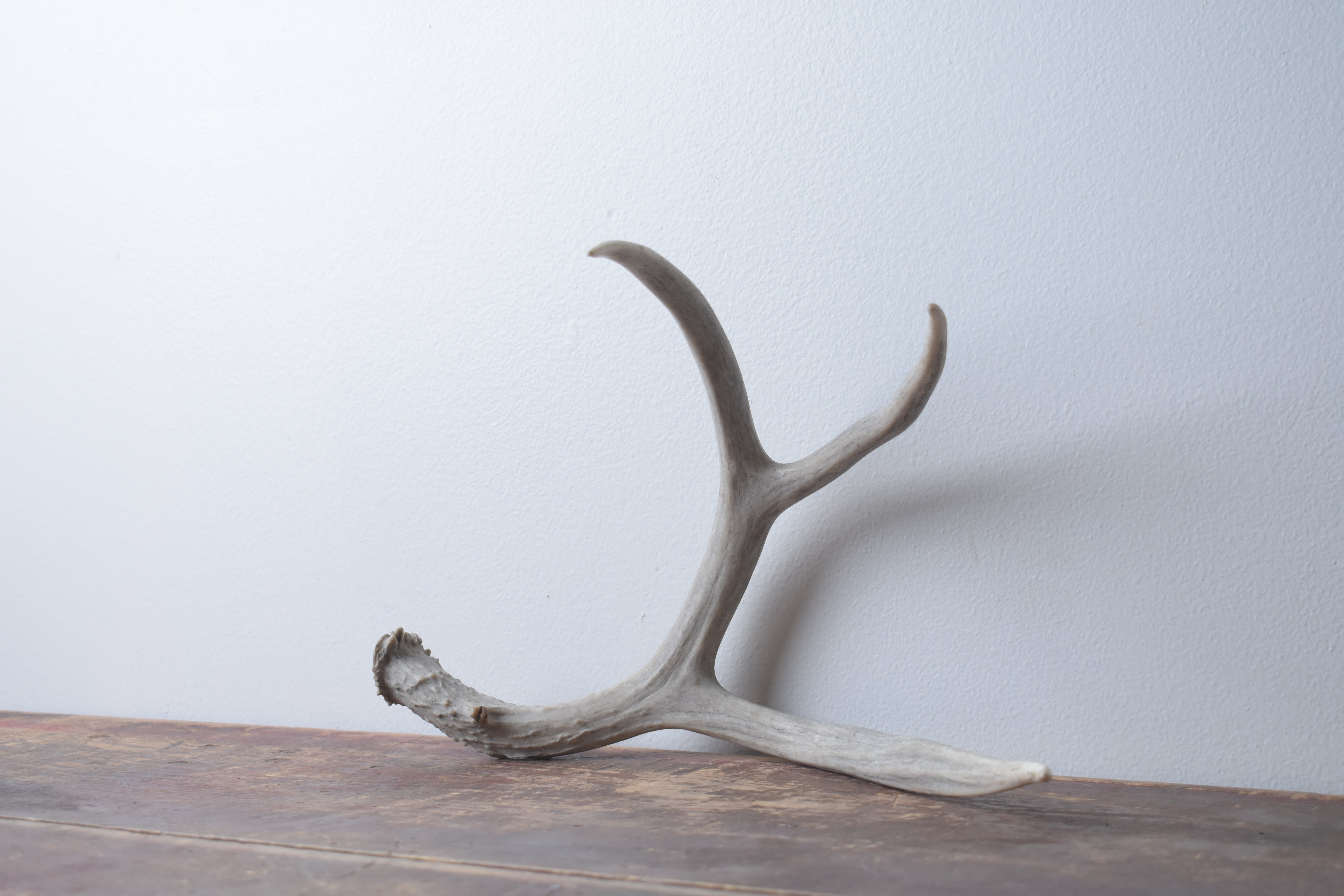 Mule Deer Antler | Medium Size | 22