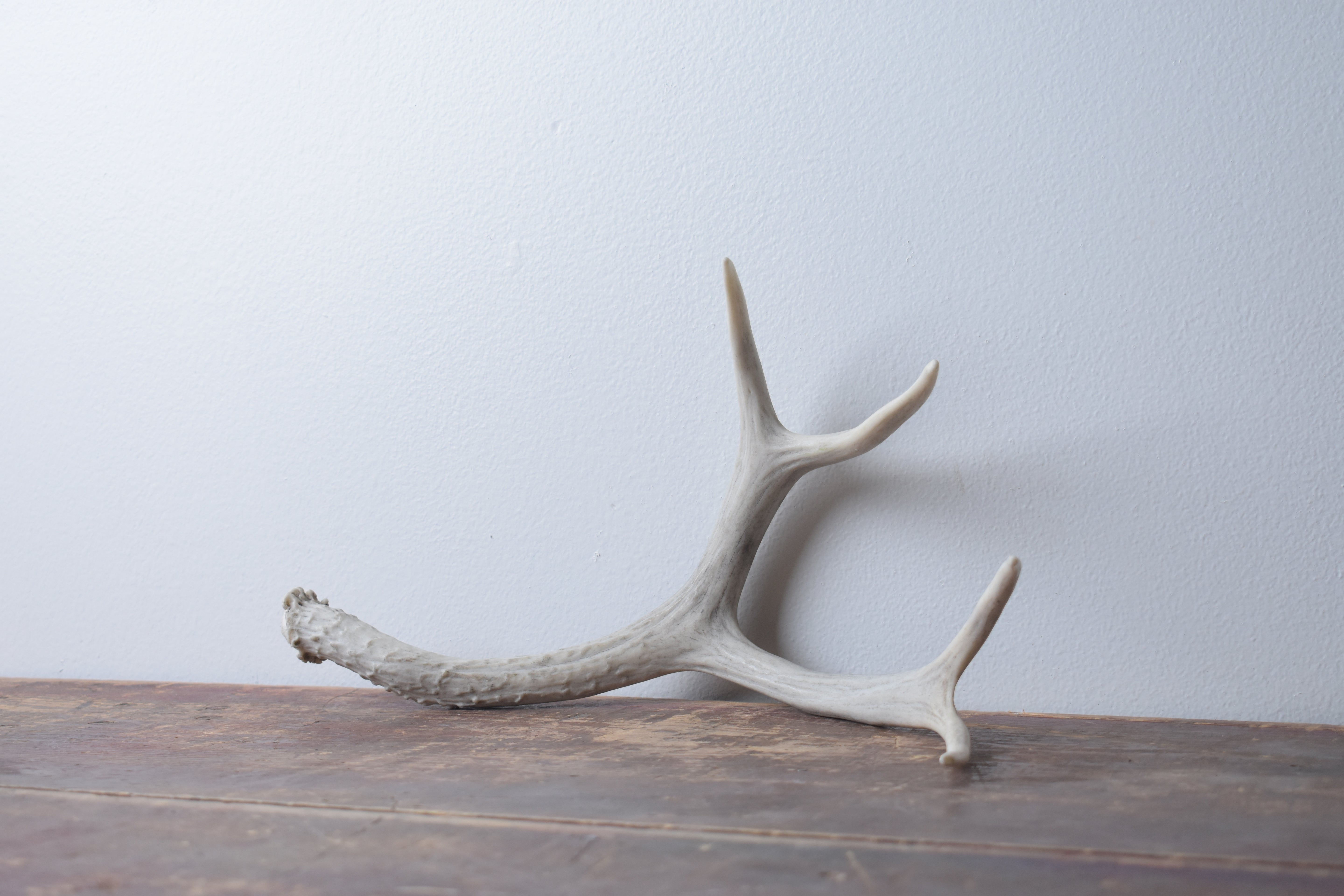 Mule Deer Antler | Medium Size | 51