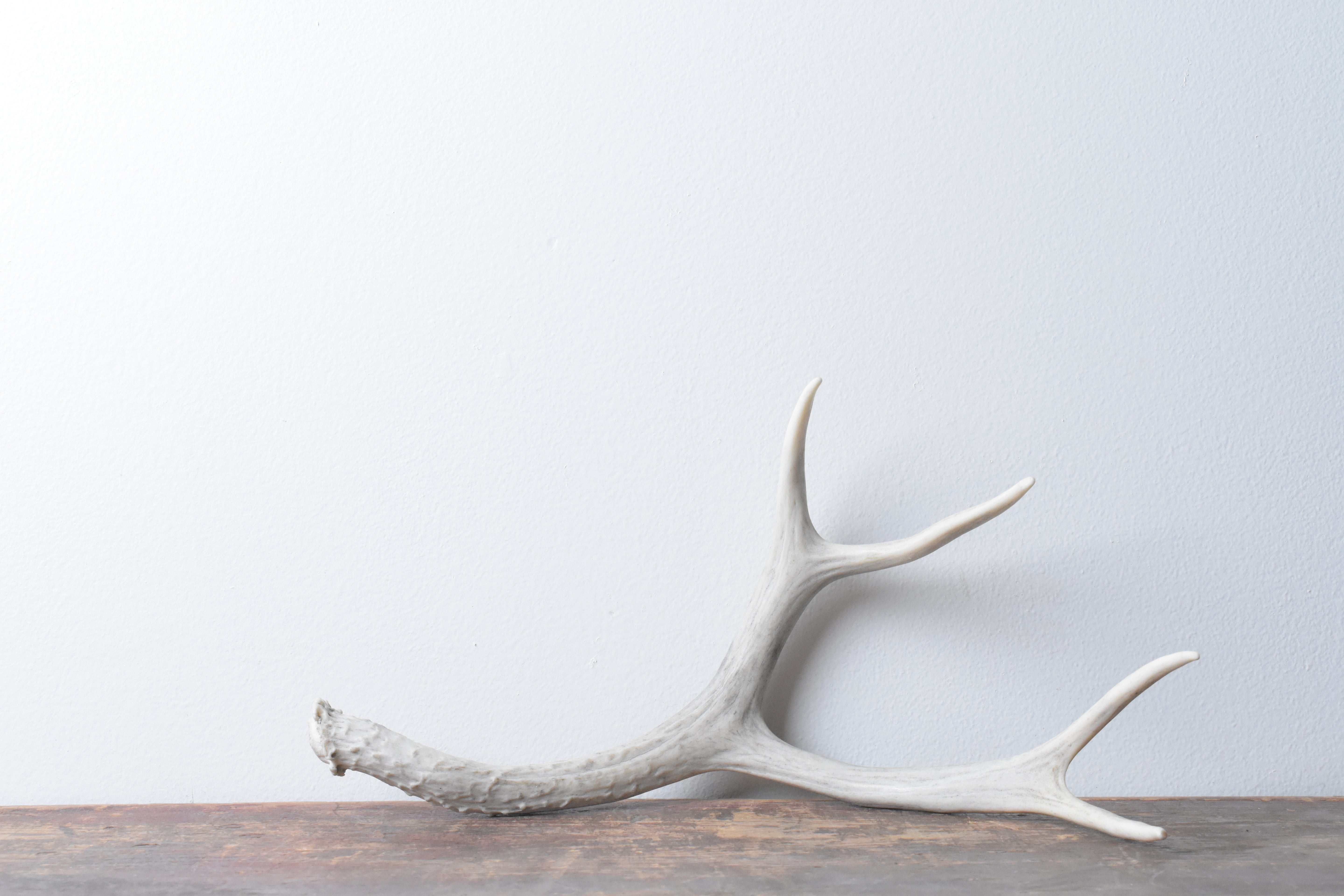 Mule Deer Antler | 51