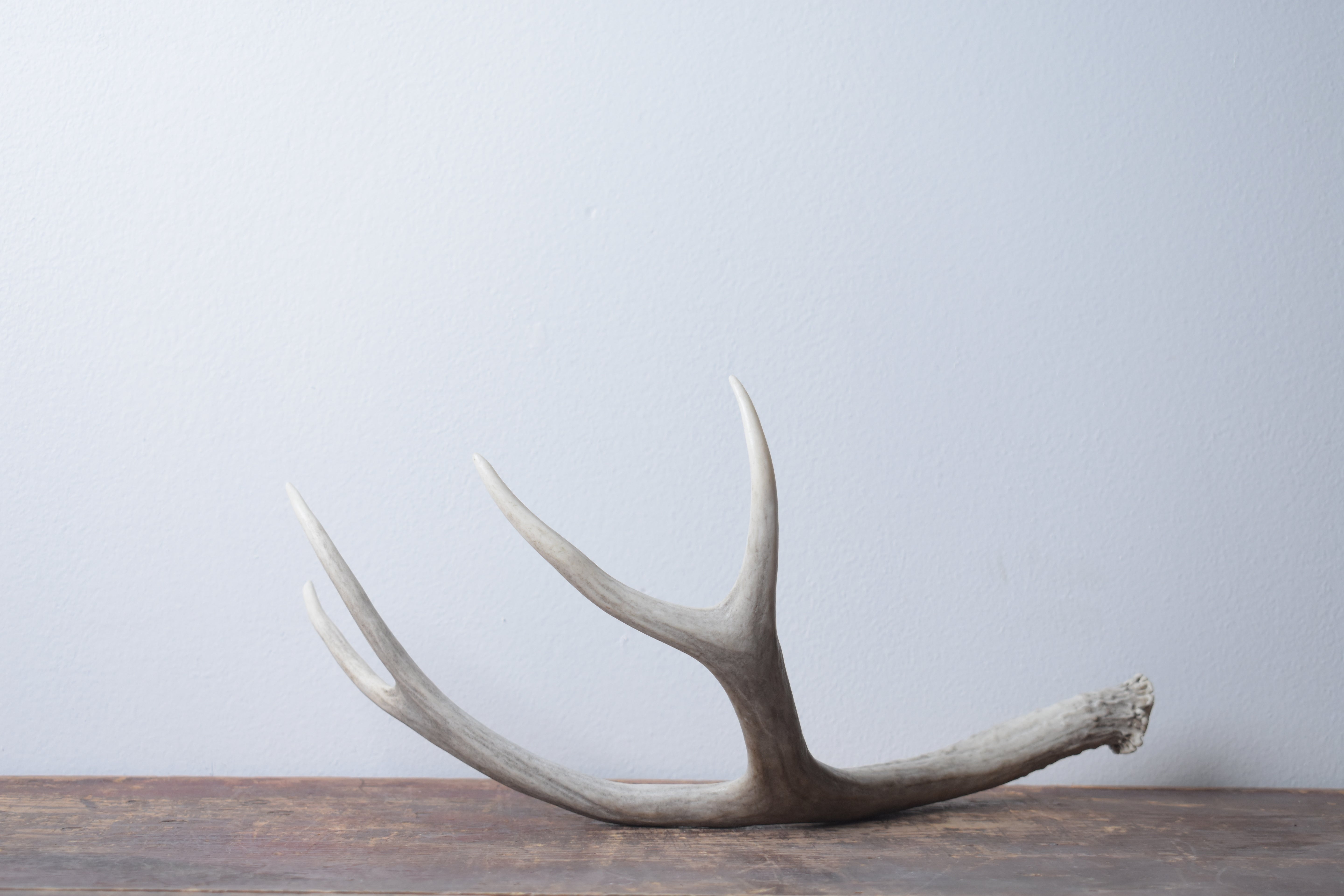 Mule Deer Antler | Medium Size | 51