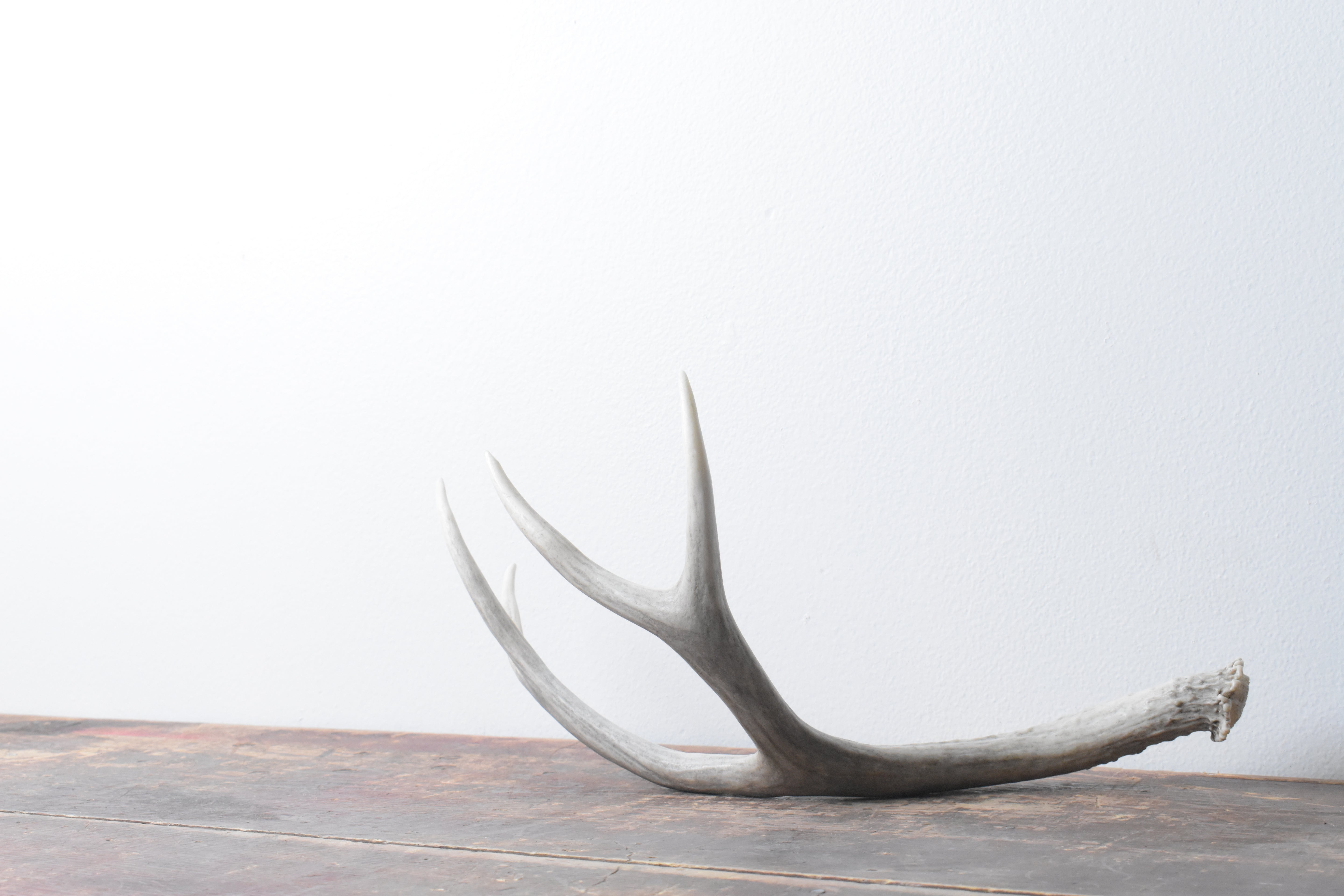 Mule Deer Antler | Medium Size | 51