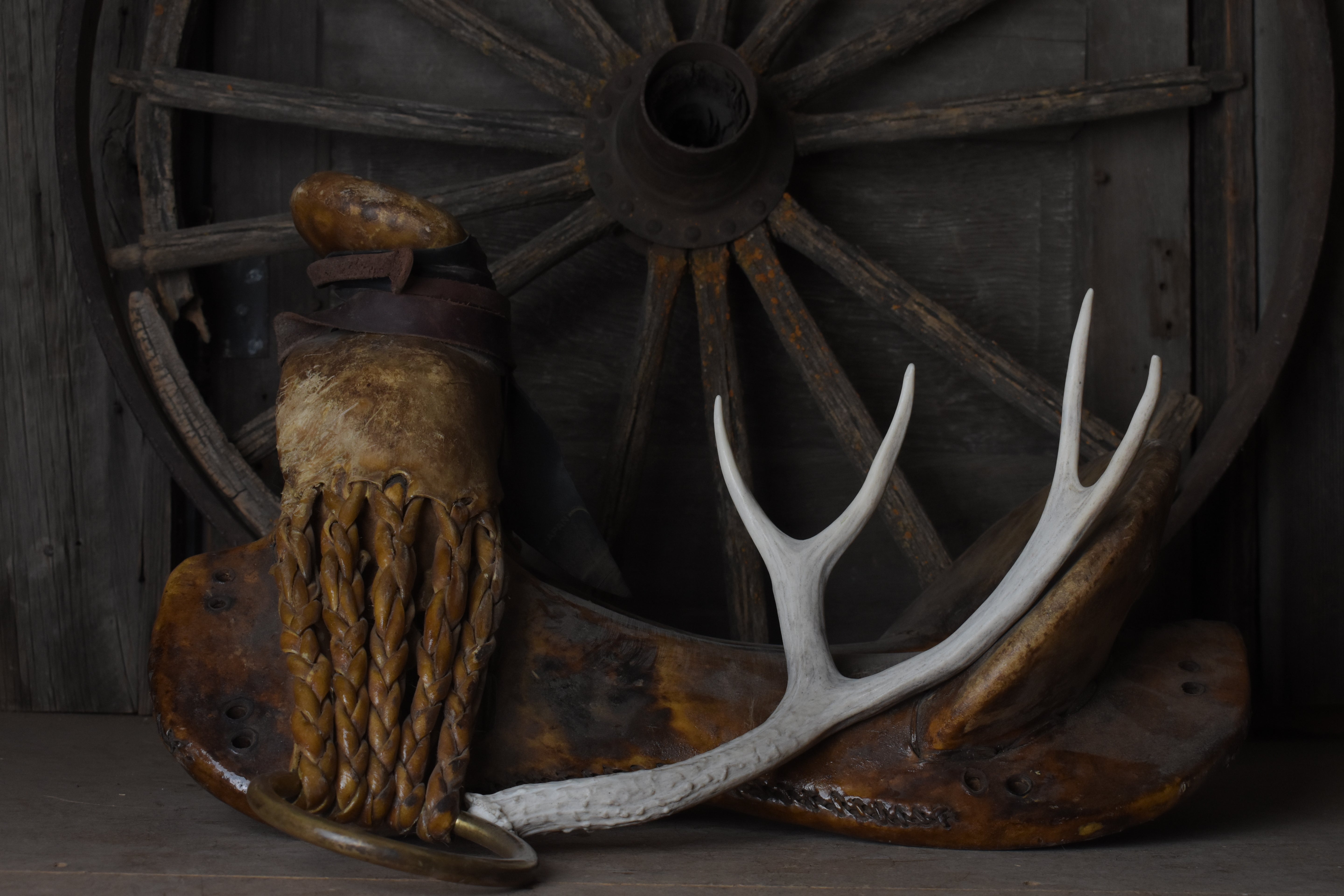 Mule Deer Antler | 51