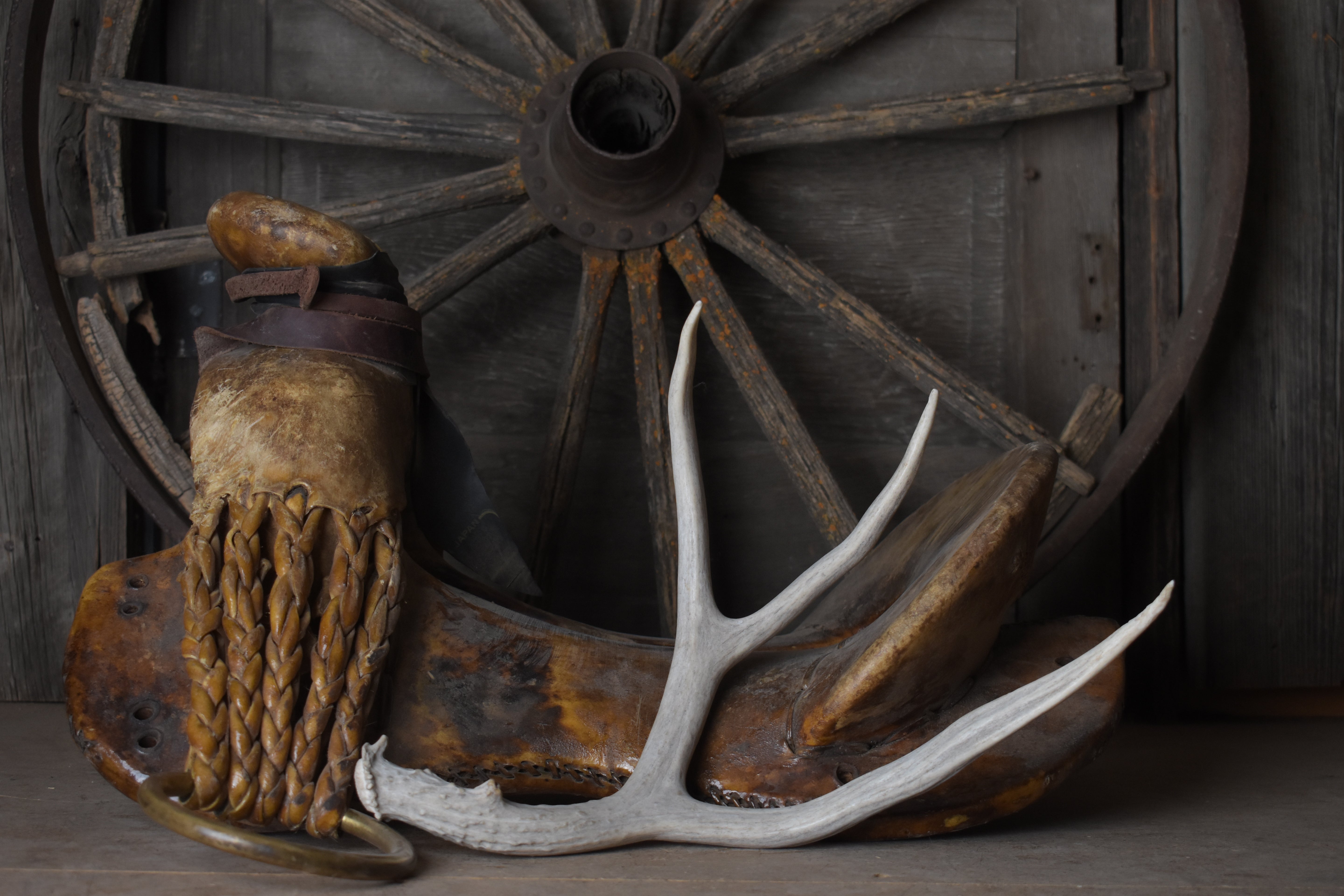 Mule Deer Antler | 22