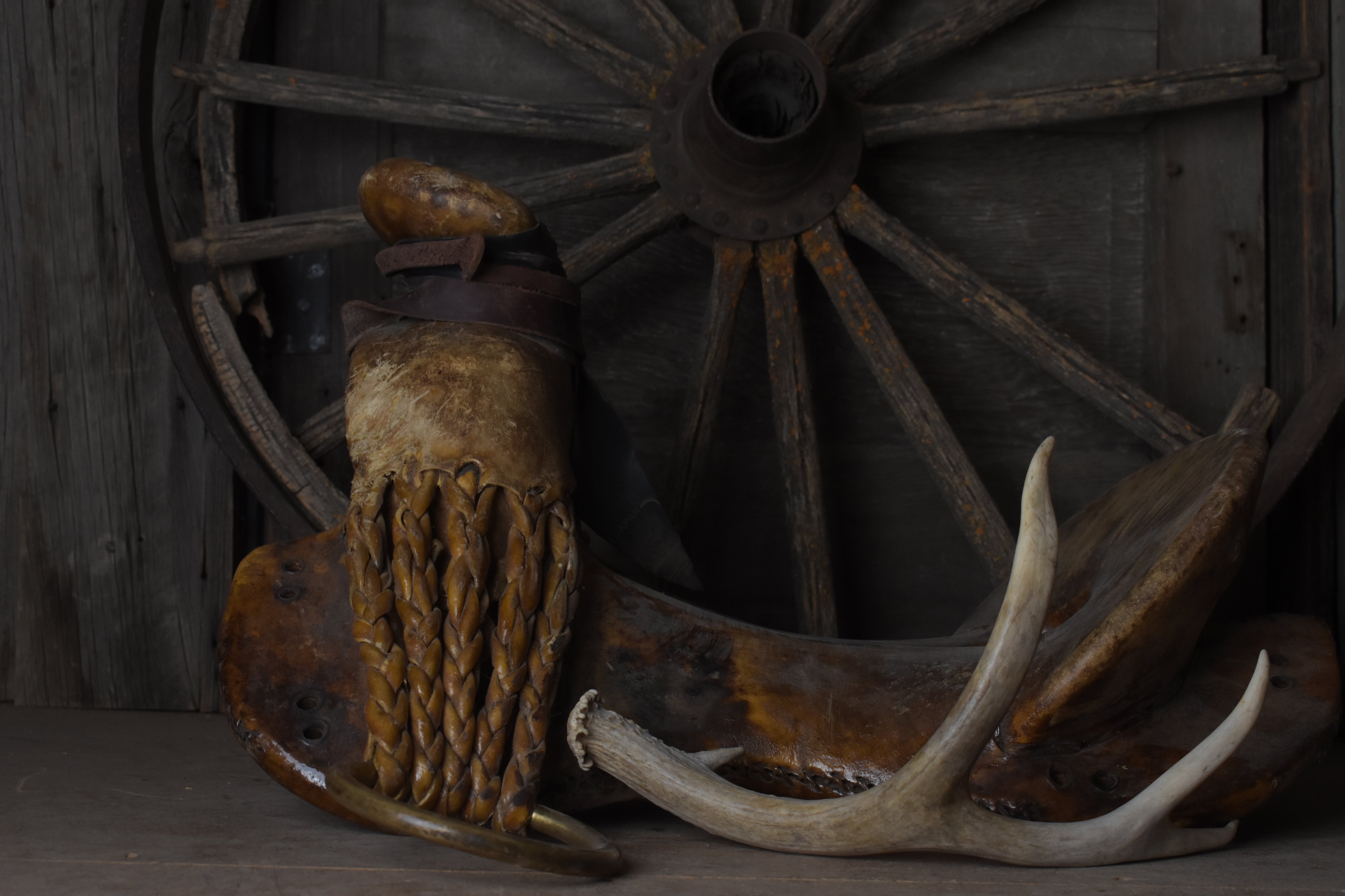 Mule Deer Antler | 50
