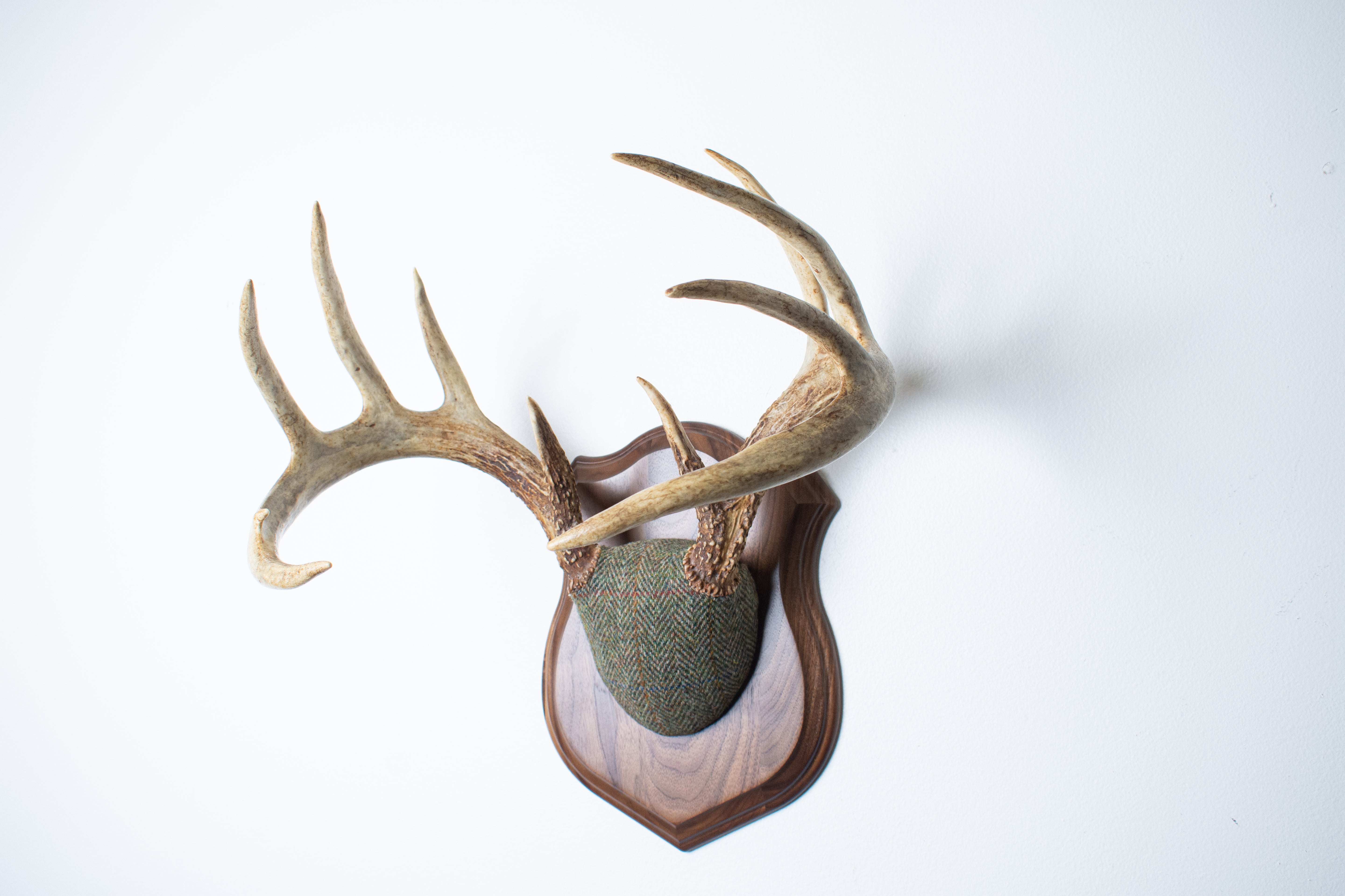 Whitetail Antler Mount | Green Herringbone | 02