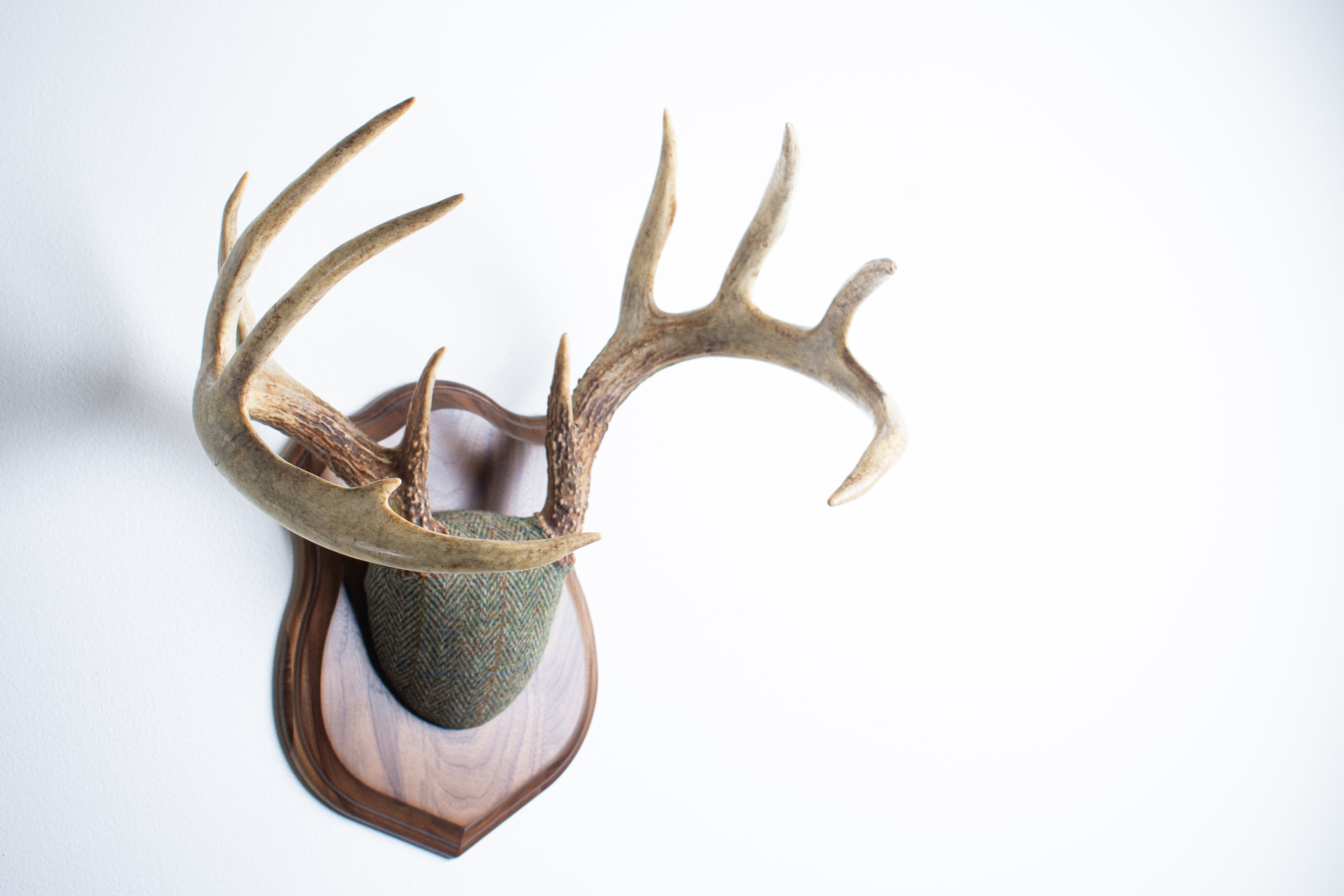 Whitetail Antler Mount | Green Herringbone | 02