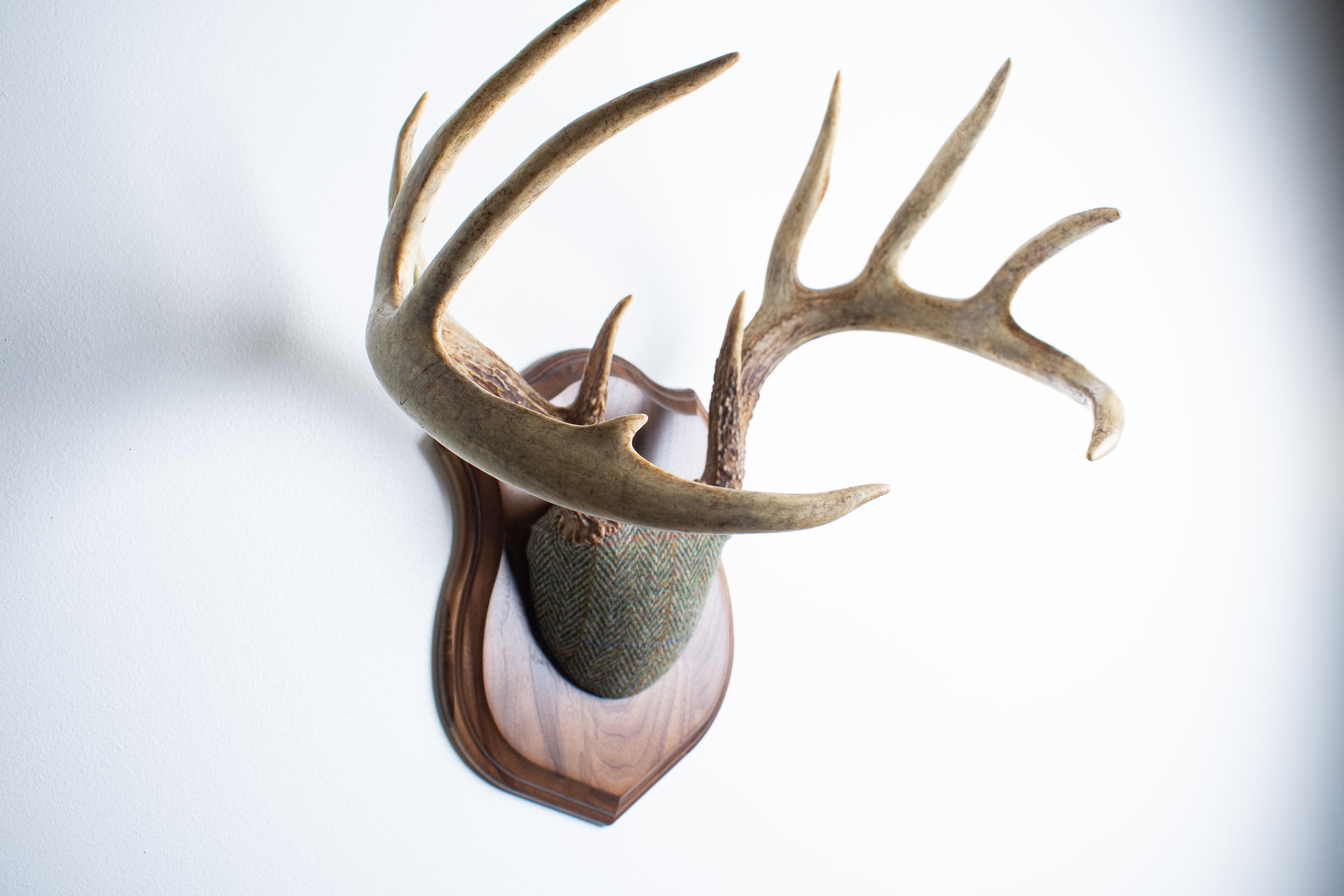 Whitetail Antler Mount | Green Herringbone | 02