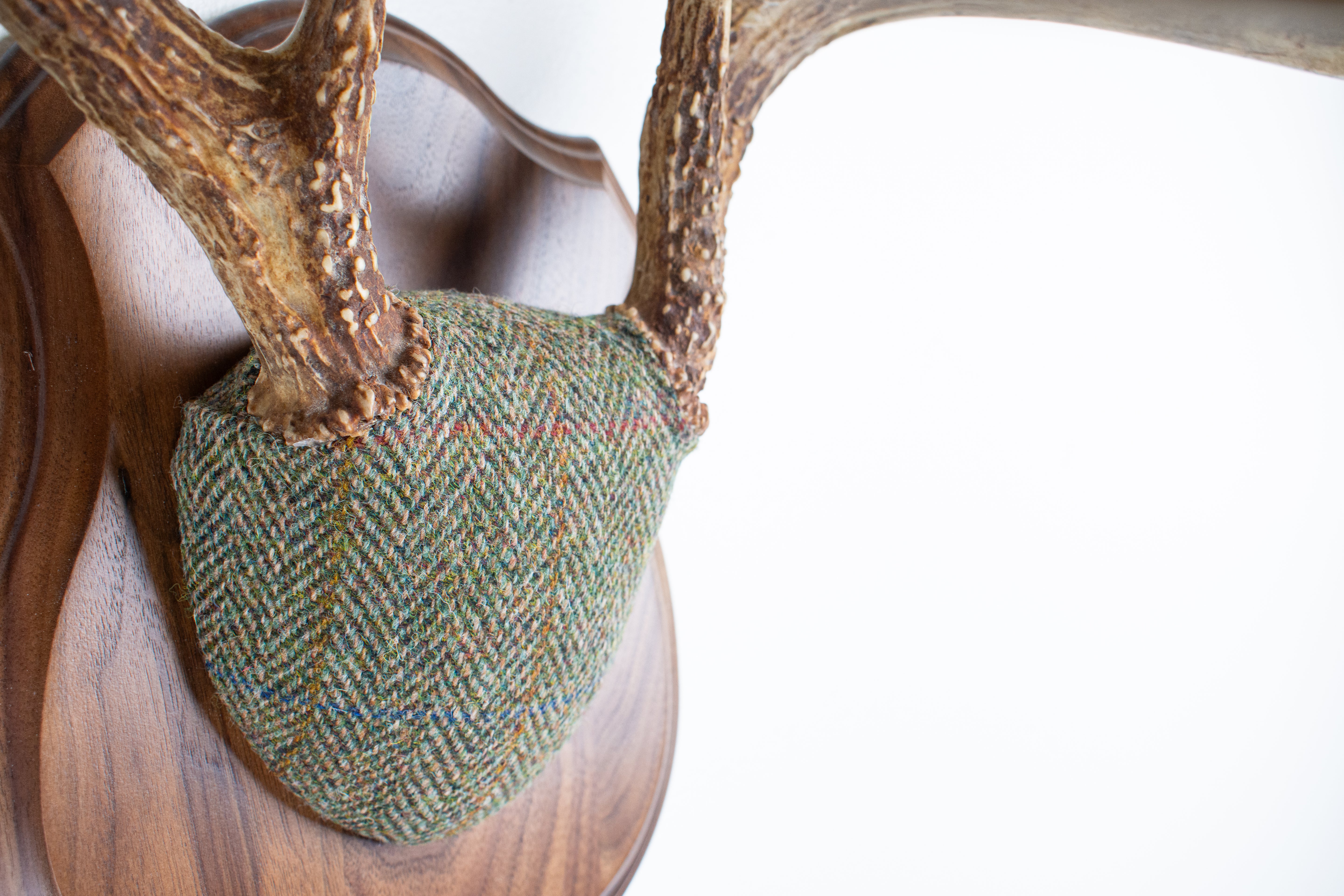 Whitetail Antler Mount | Green Herringbone | 02