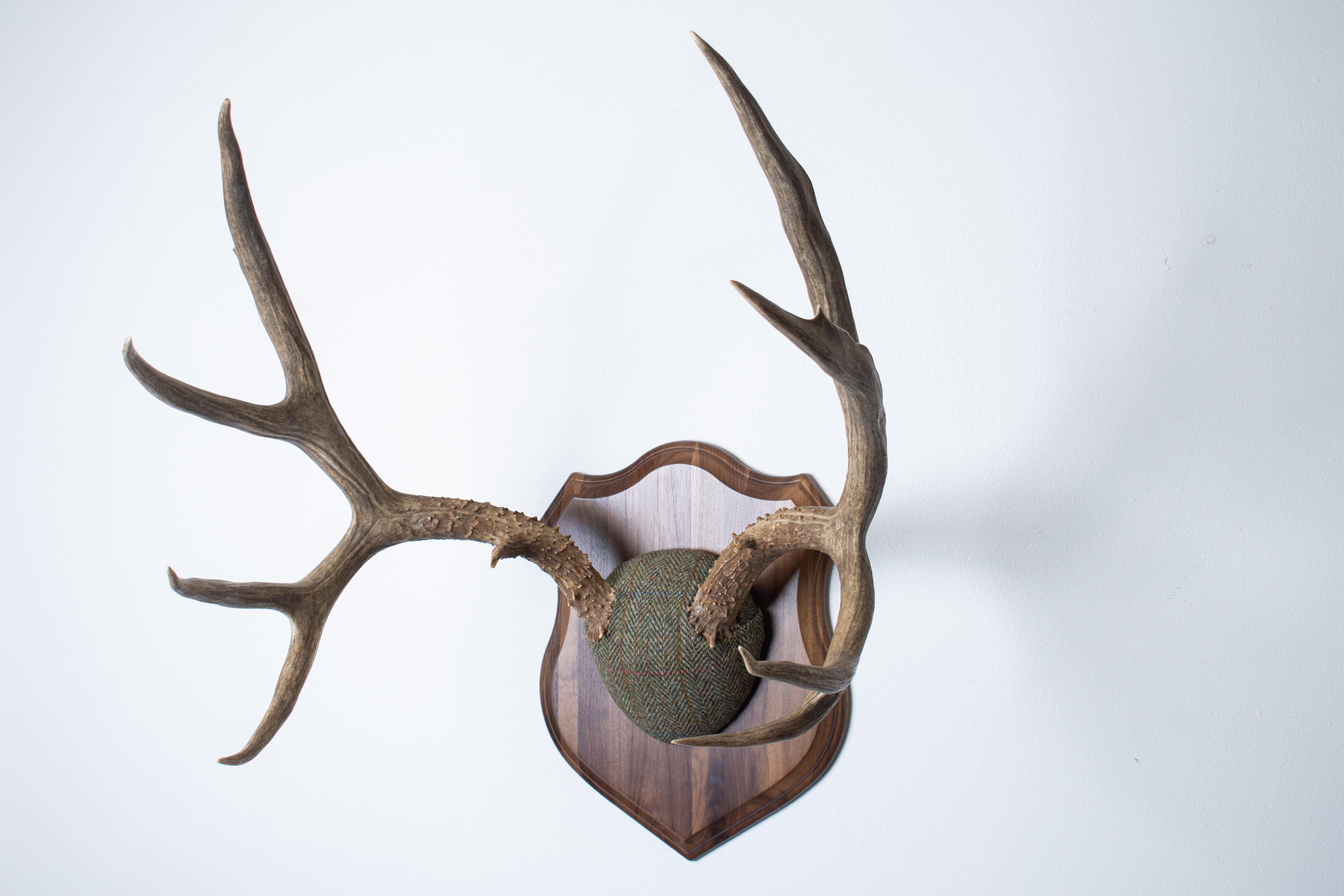 Mule Deer Antler Mount | Green Herringbone | 04