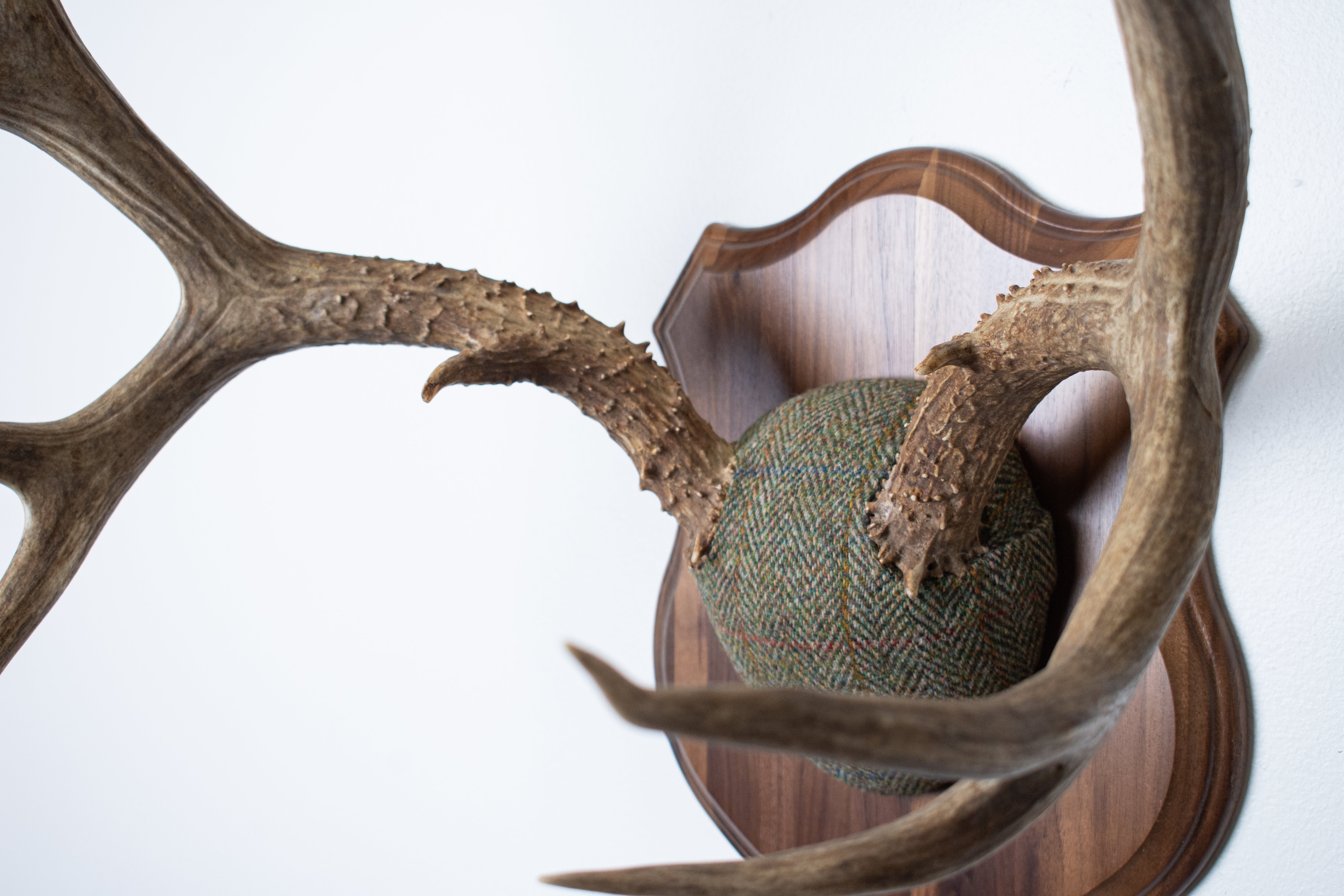 Mule Deer Antler Mount | Green Herringbone | 04