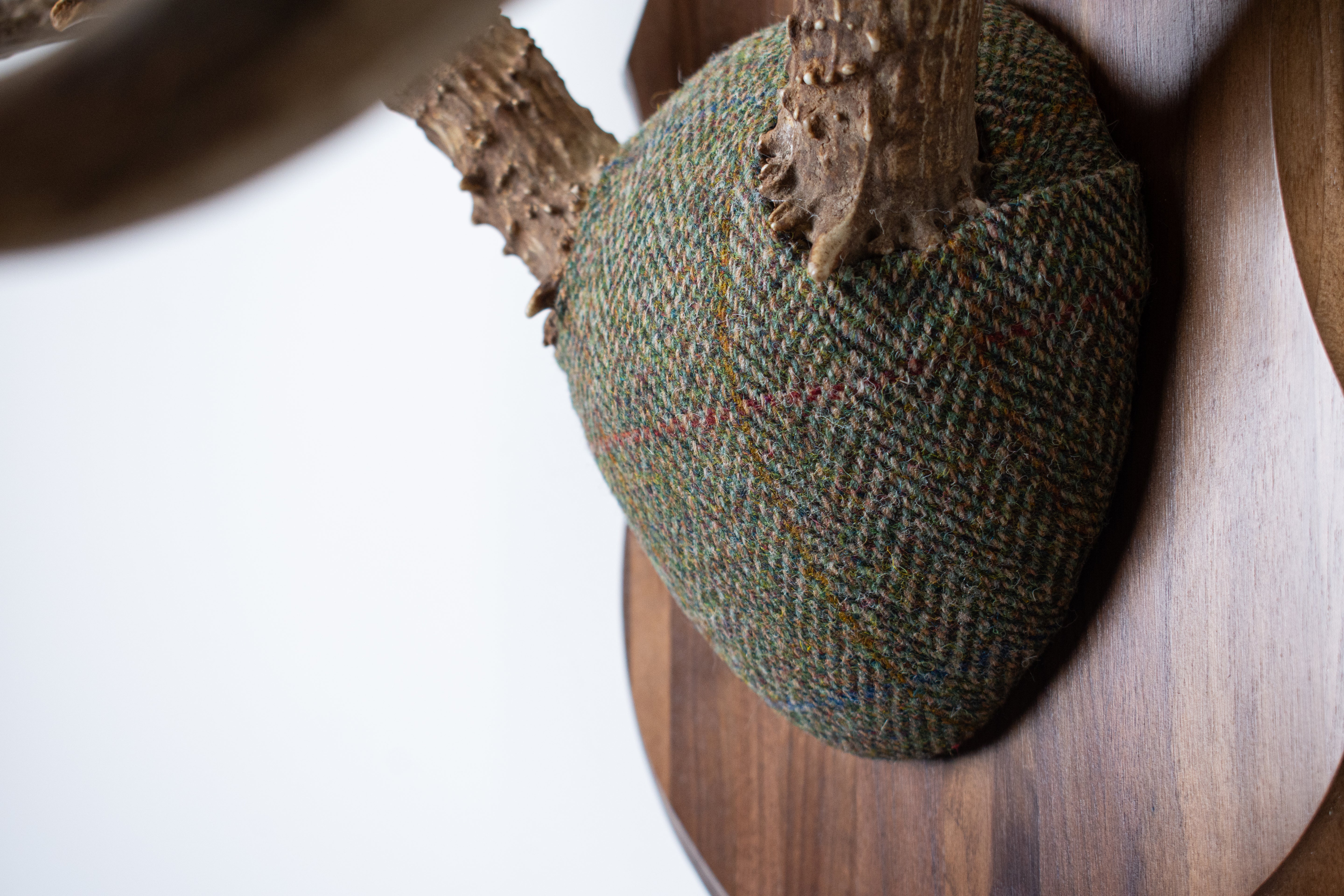Mule Deer Antler Mount | Green Herringbone | 04