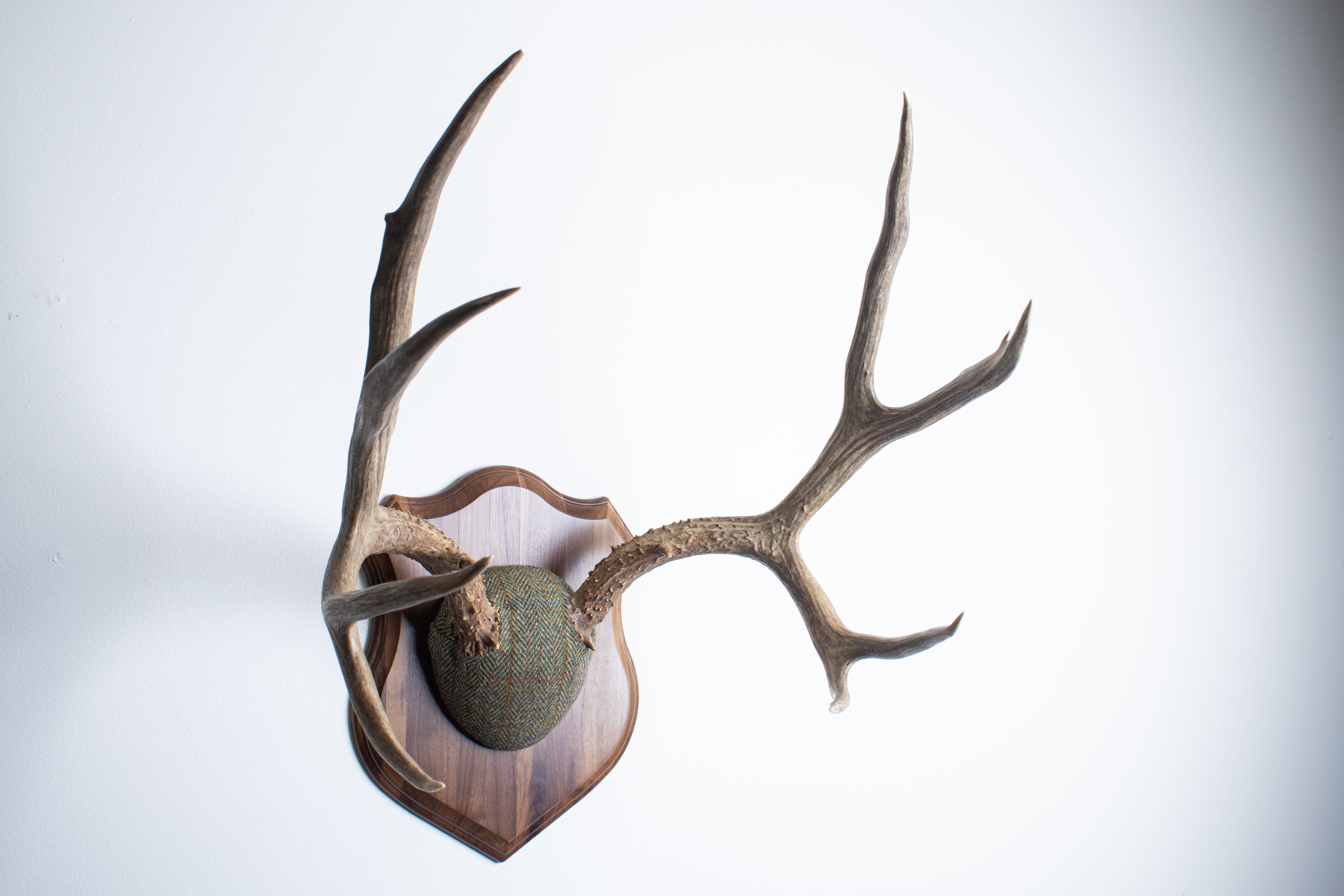 Mule Deer Antler Mount | Green Herringbone | 04