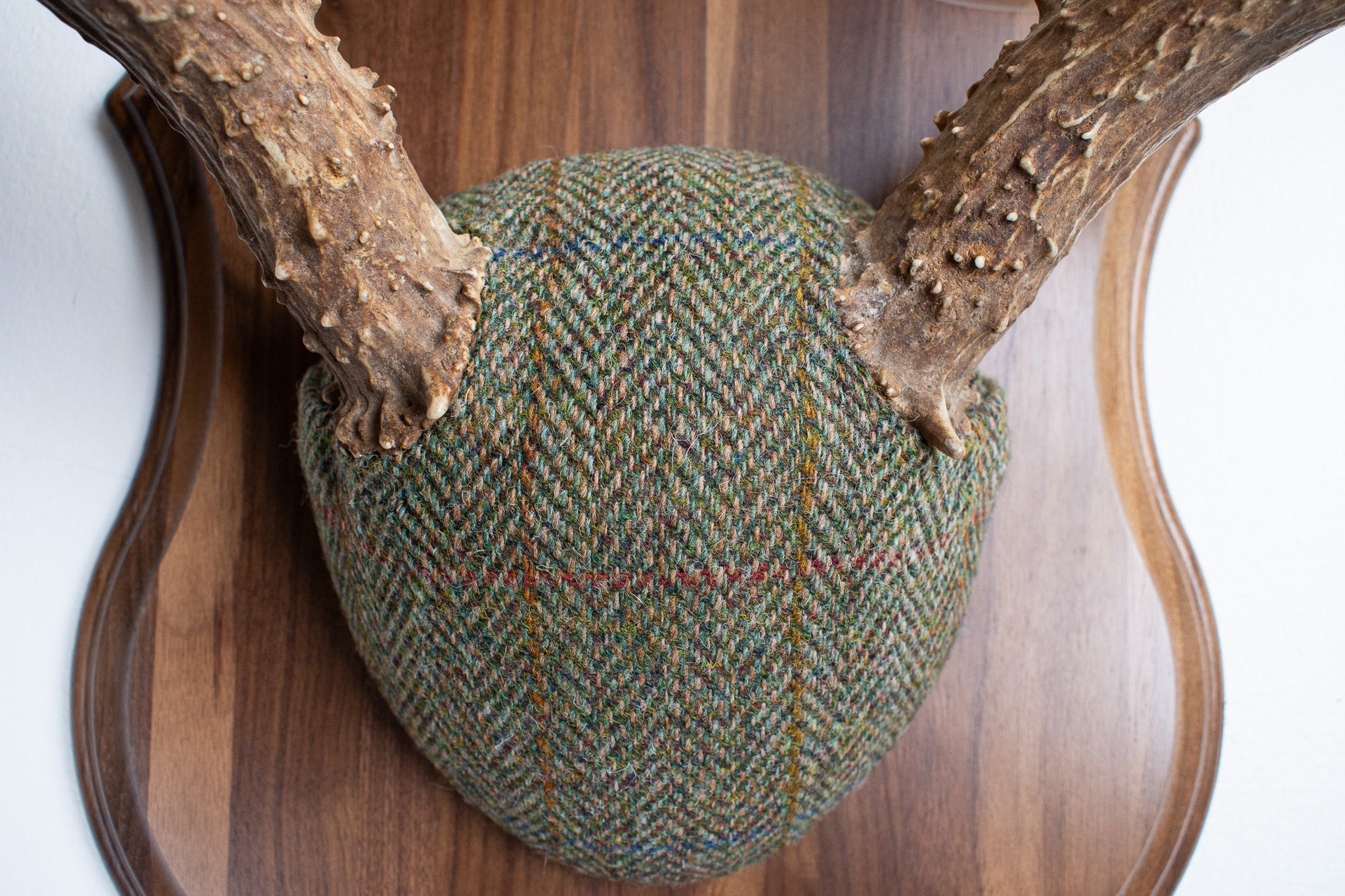 Mule Deer Antler Mount | Green Herringbone | 04