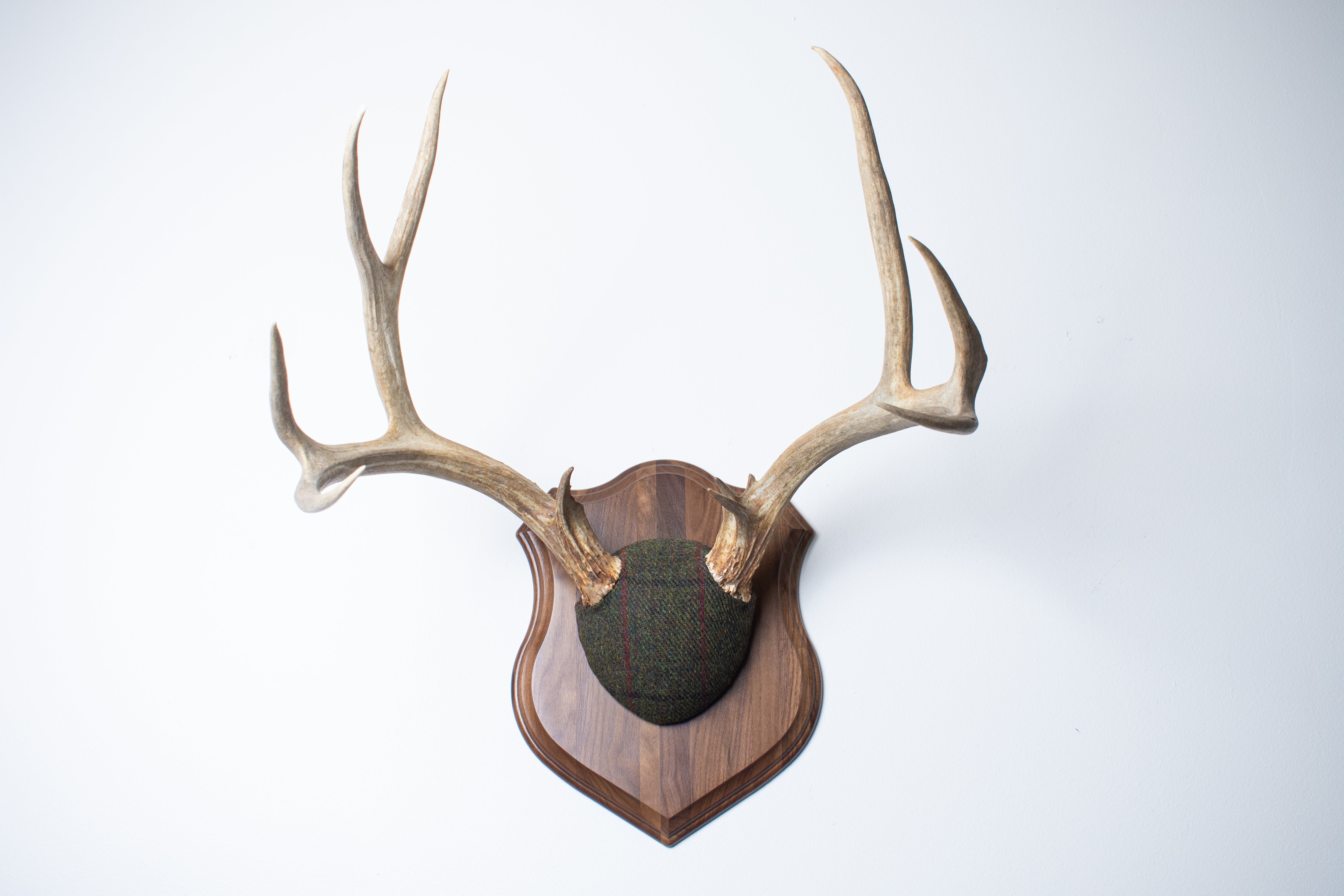 Mule Deer Antler Mount | Green, Black, & Red Overcheck | 06