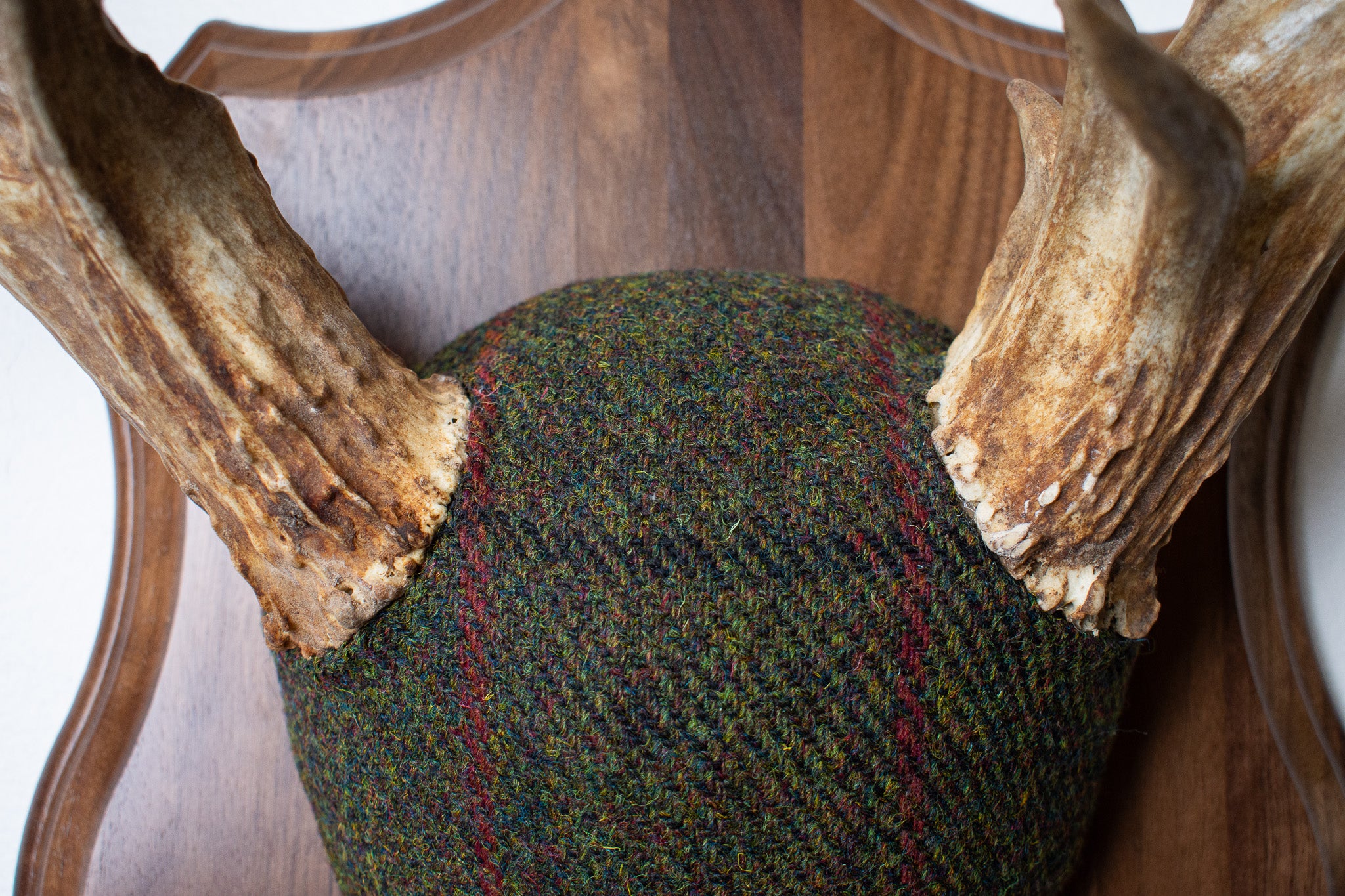 Mule Deer Antler Mount | Green, Black, & Red Overcheck | 06
