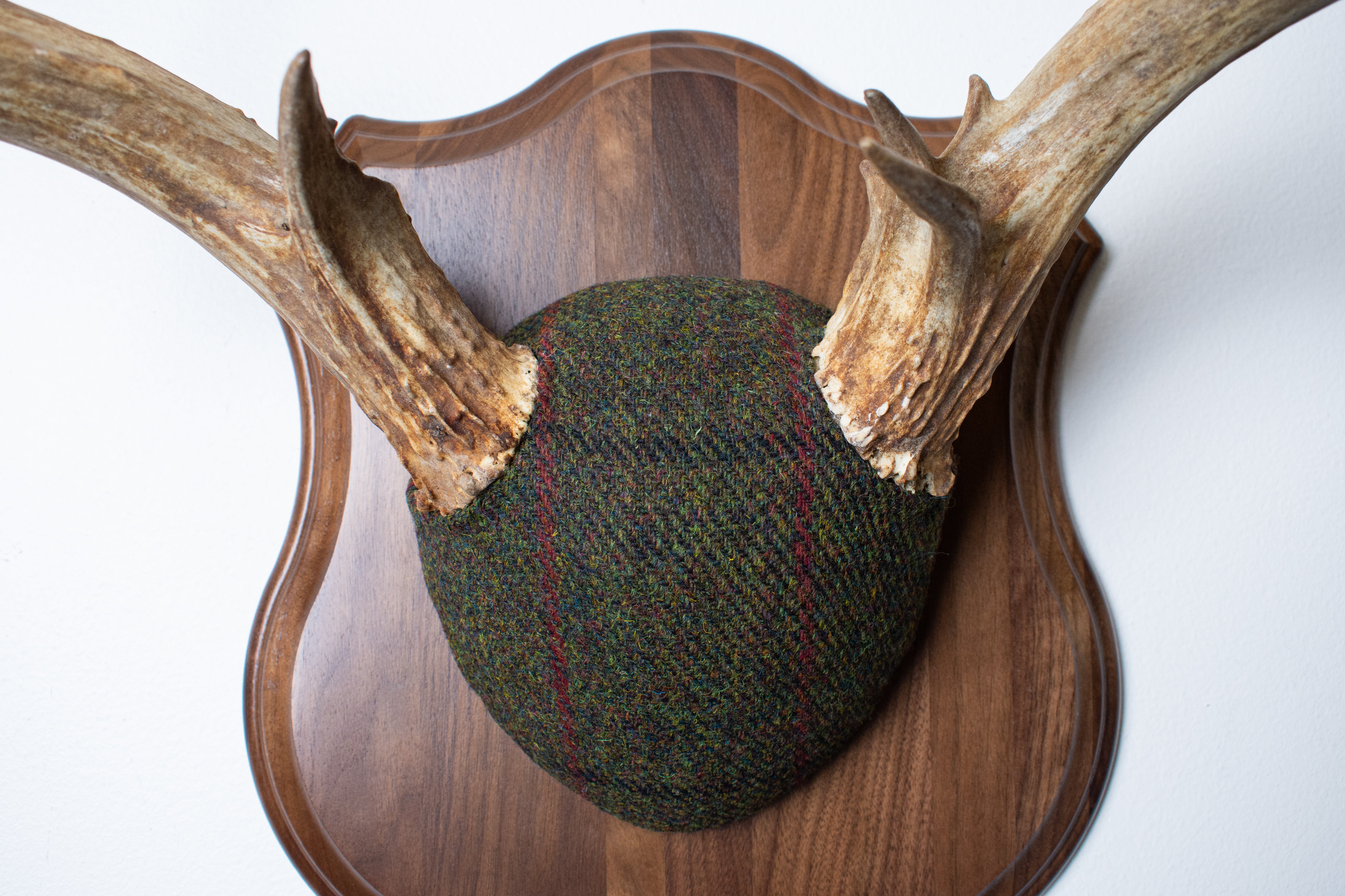 Mule Deer Antler Mount | Green, Black, & Red Overcheck | 06