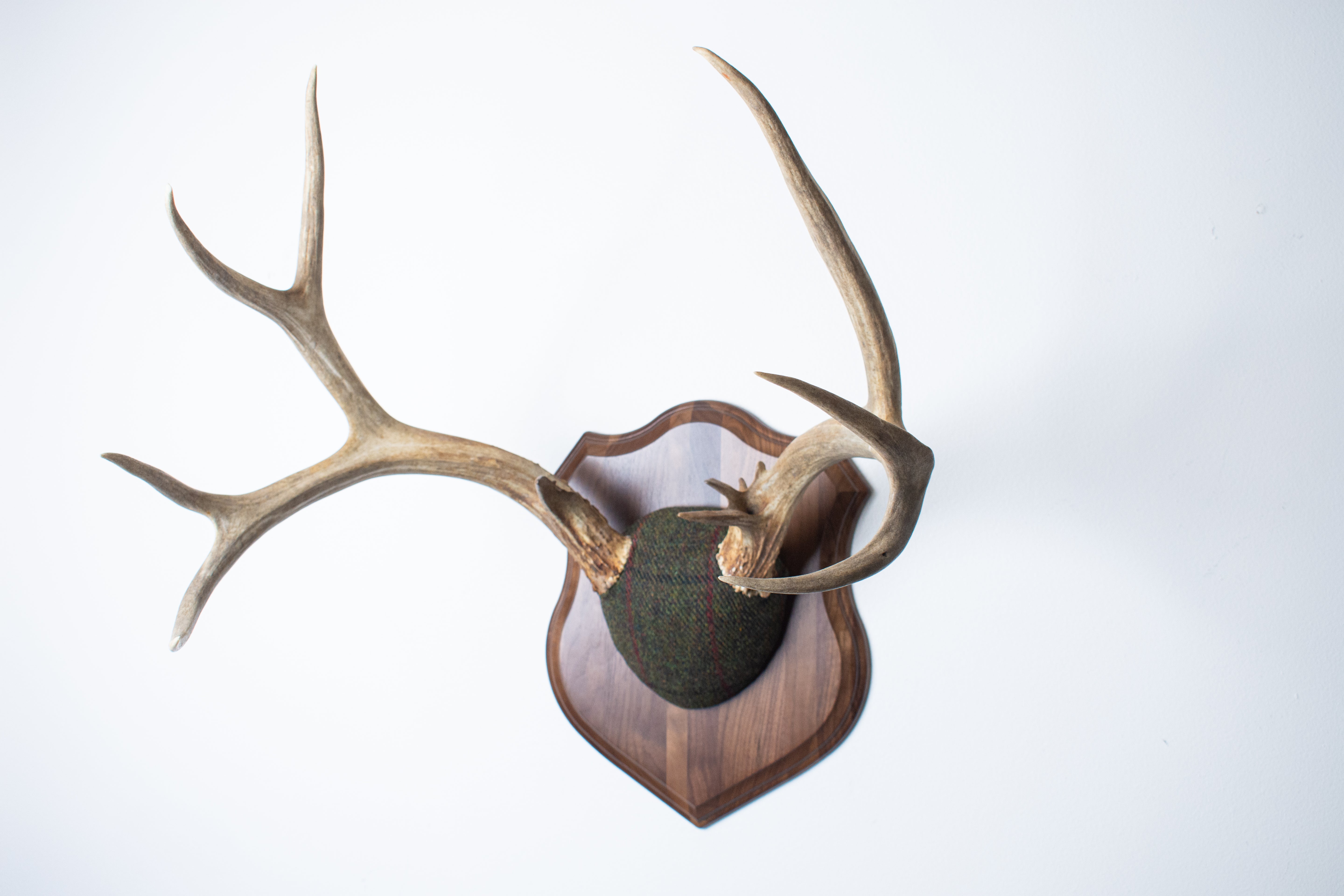 Mule Deer Antler Mount | Green, Black, & Red Overcheck | 06