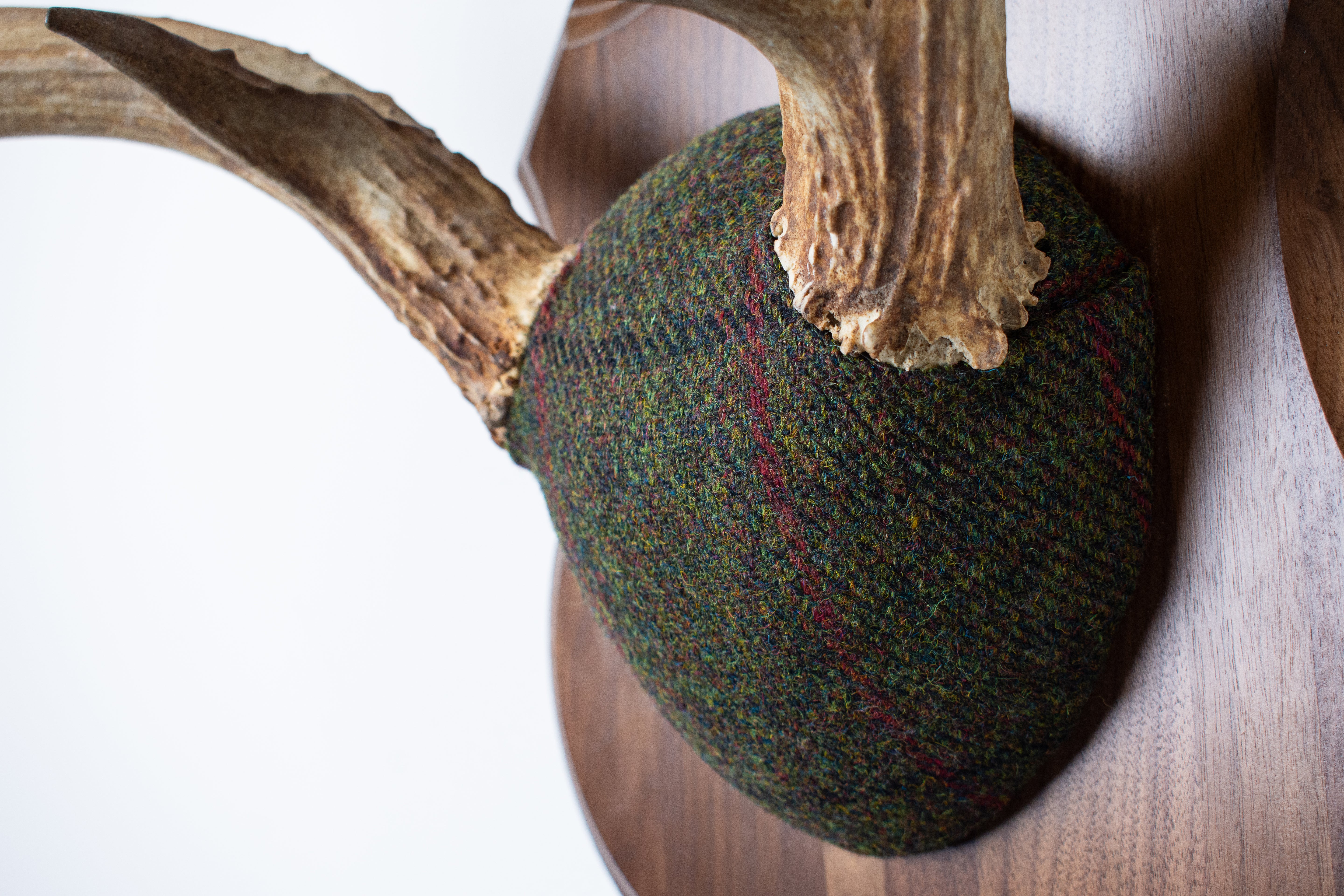 Mule Deer Antler Mount | Green, Black, & Red Overcheck | 06