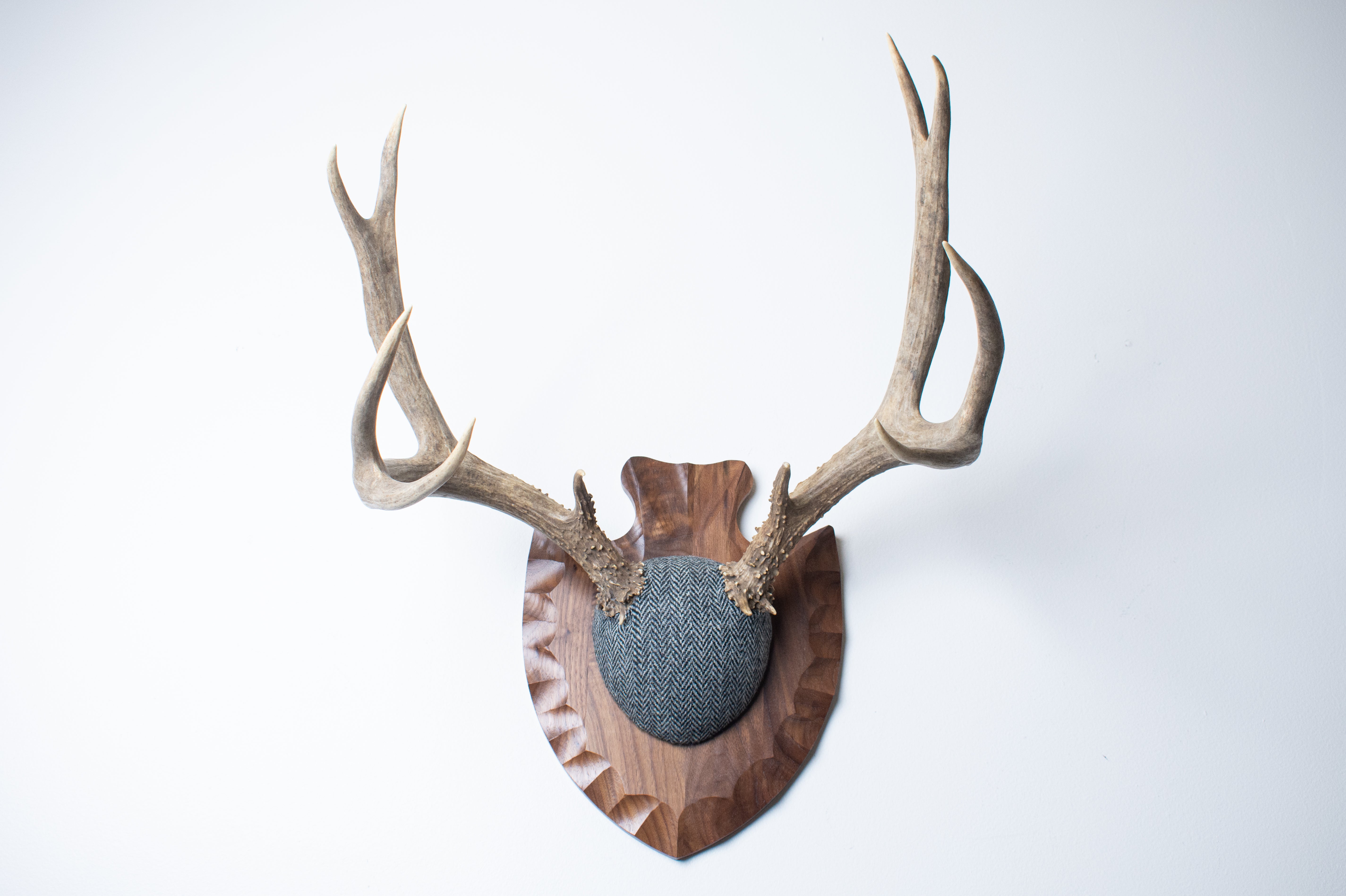 Mule Deer Antler Mount | Grey & Black Herringbone | 03
