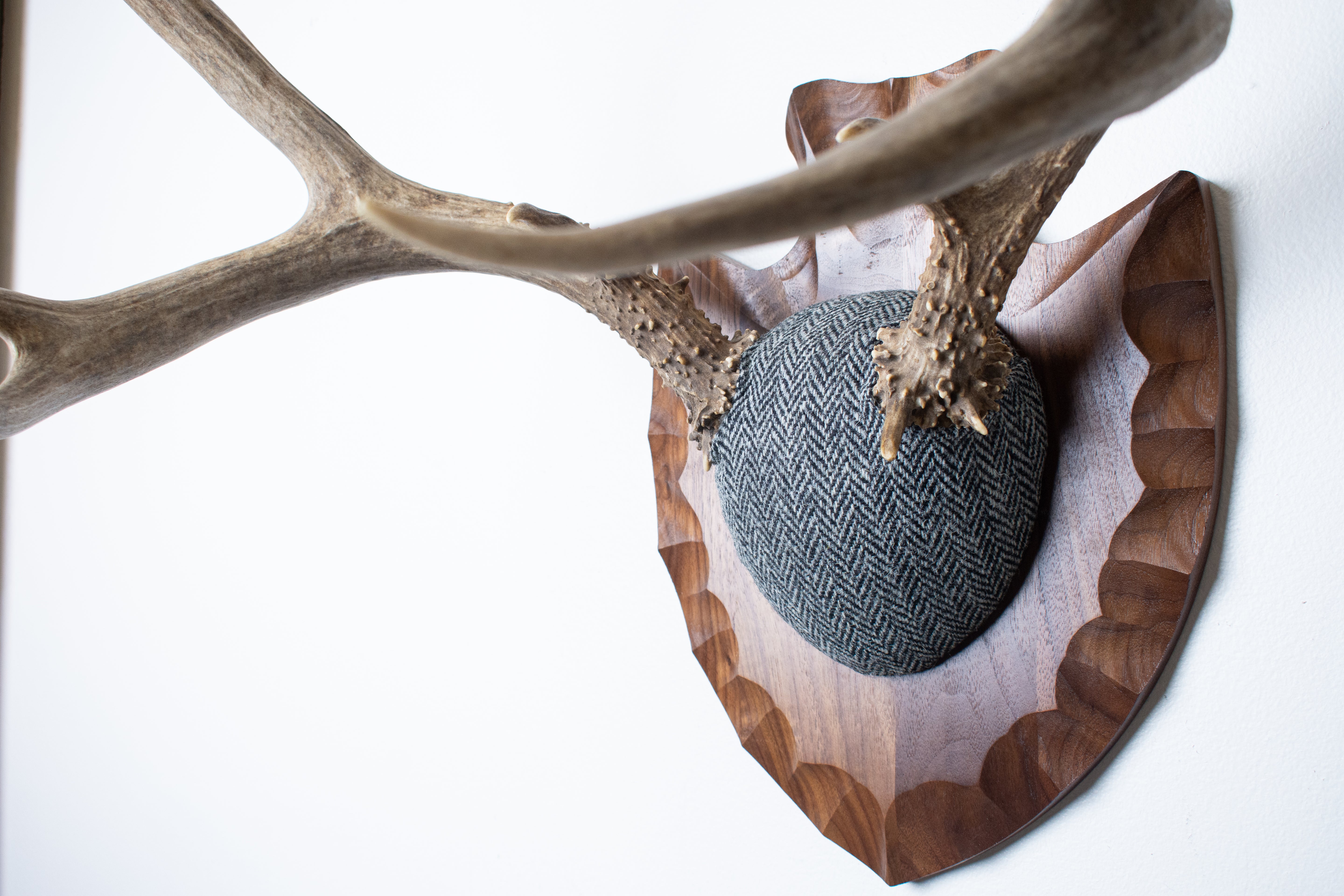 Mule Deer Antler Mount | Grey & Black Herringbone | 03