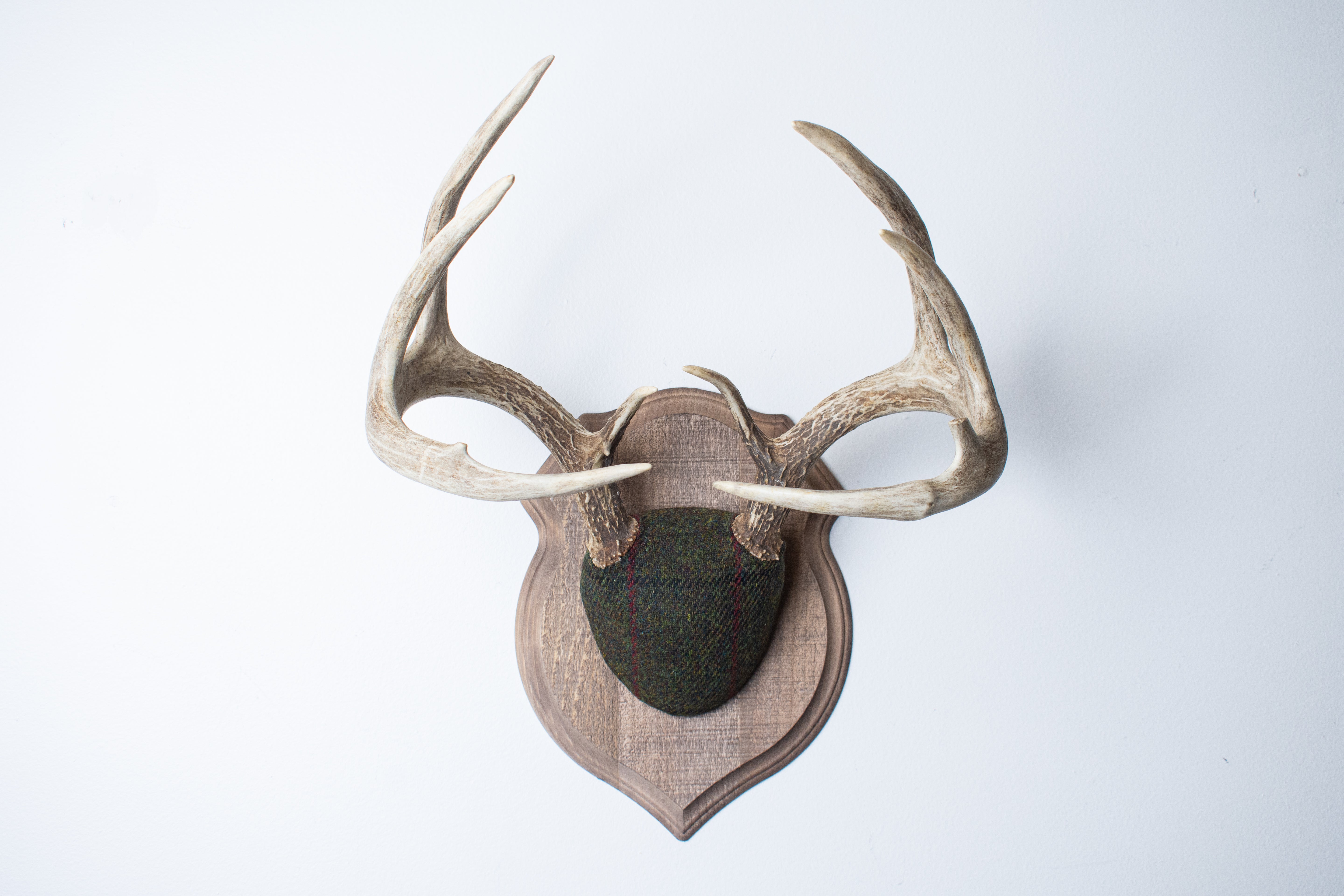 Whitetail Deer Antler Mount | Green, Black, & Red Overcheck | 05