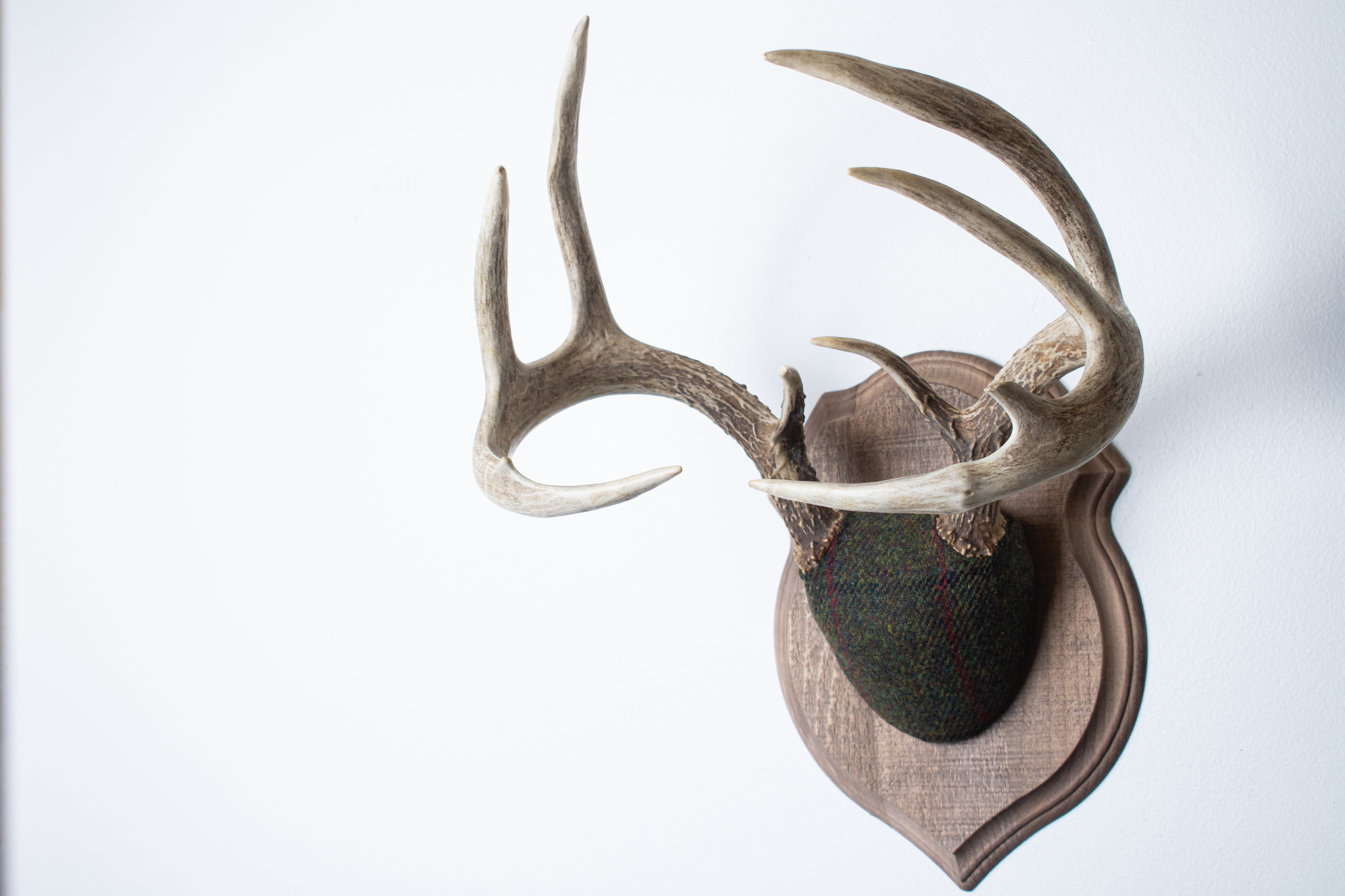 Whitetail Deer Antler Mount | Green, Black, & Red Overcheck | 05