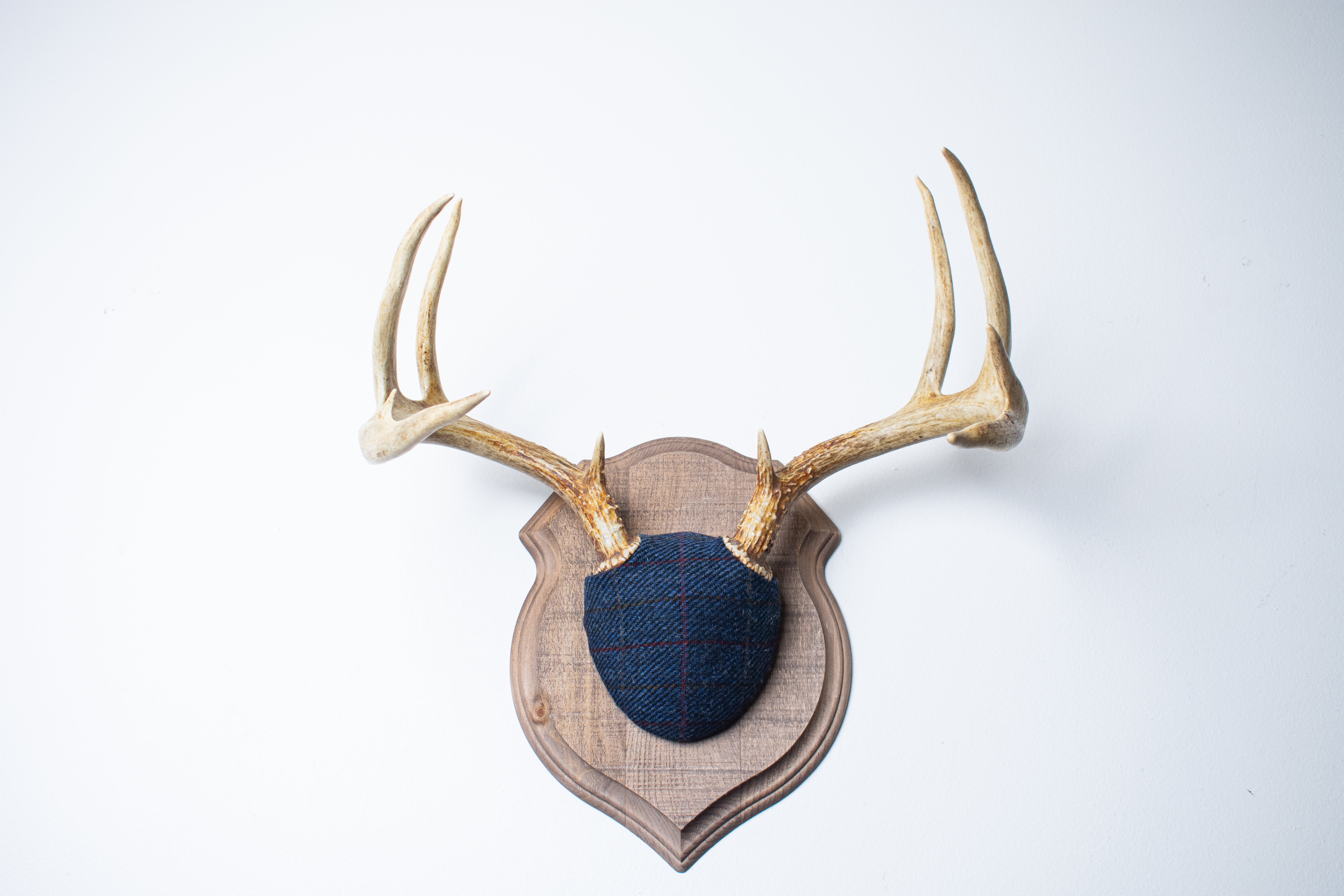 Whitetail Deer Antler Mount | Blue with Red Overcheck | 07