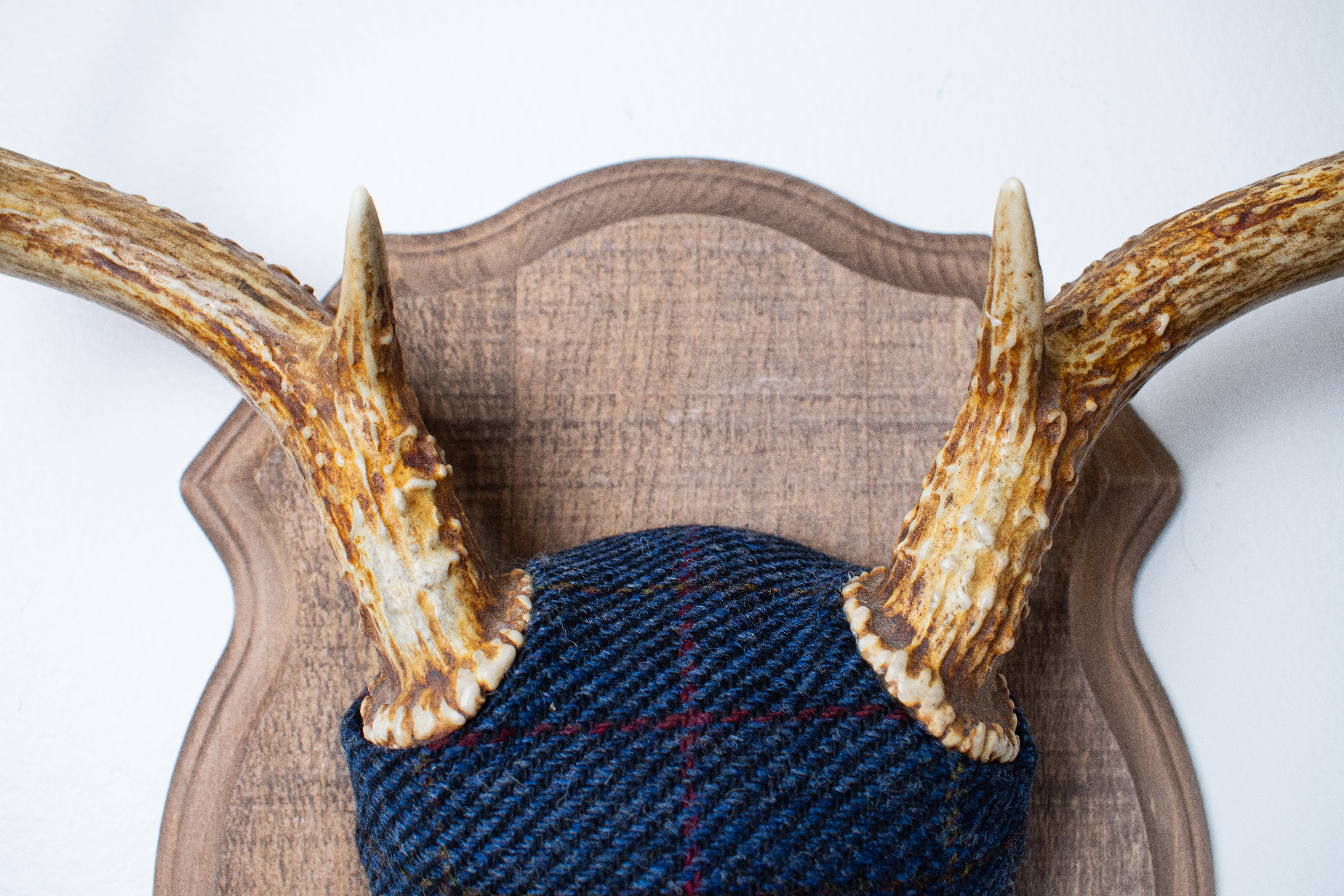 Whitetail Deer Antler Mount | Blue with Red Overcheck | 07