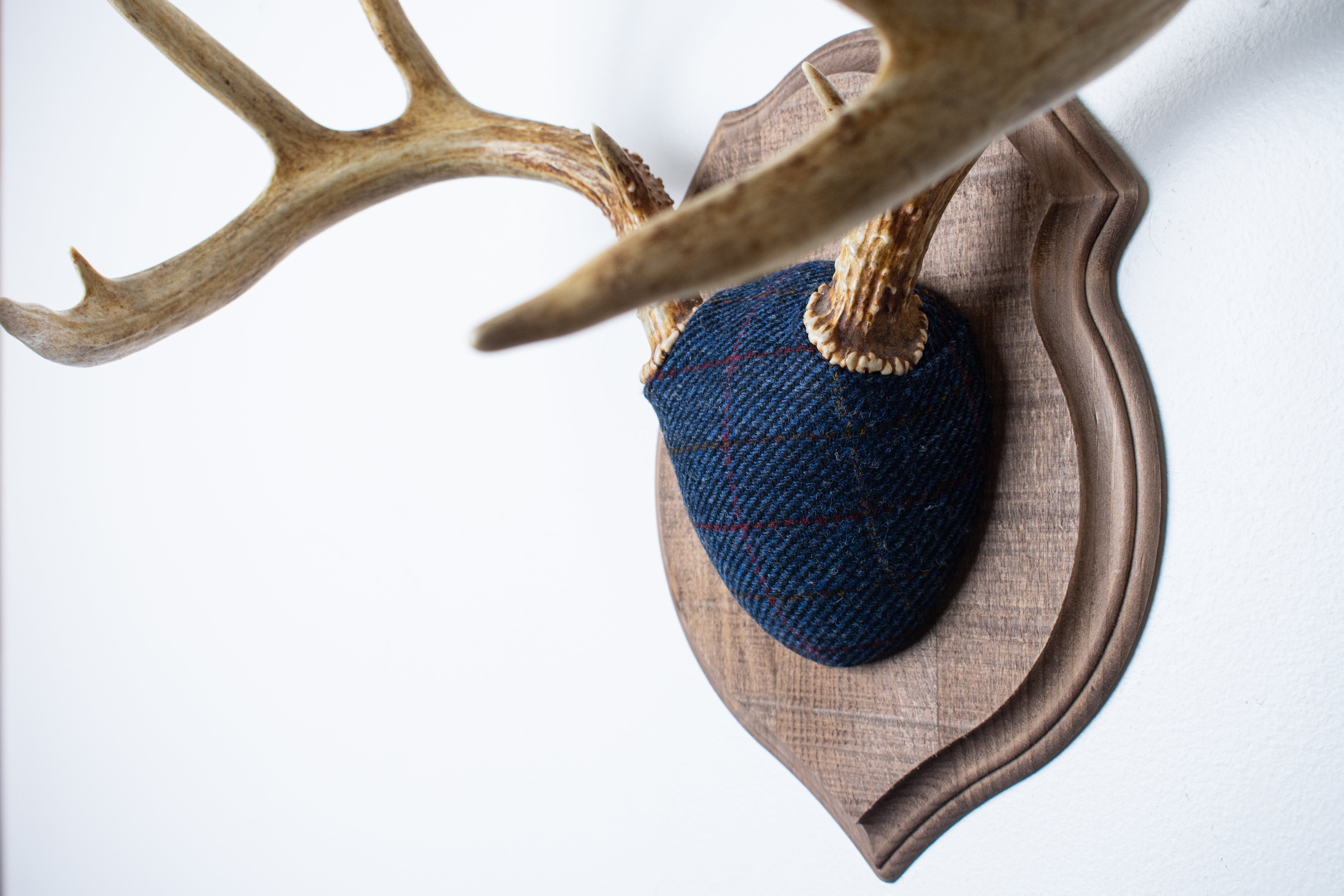 Whitetail Deer Antler Mount | Blue with Red Overcheck | 07