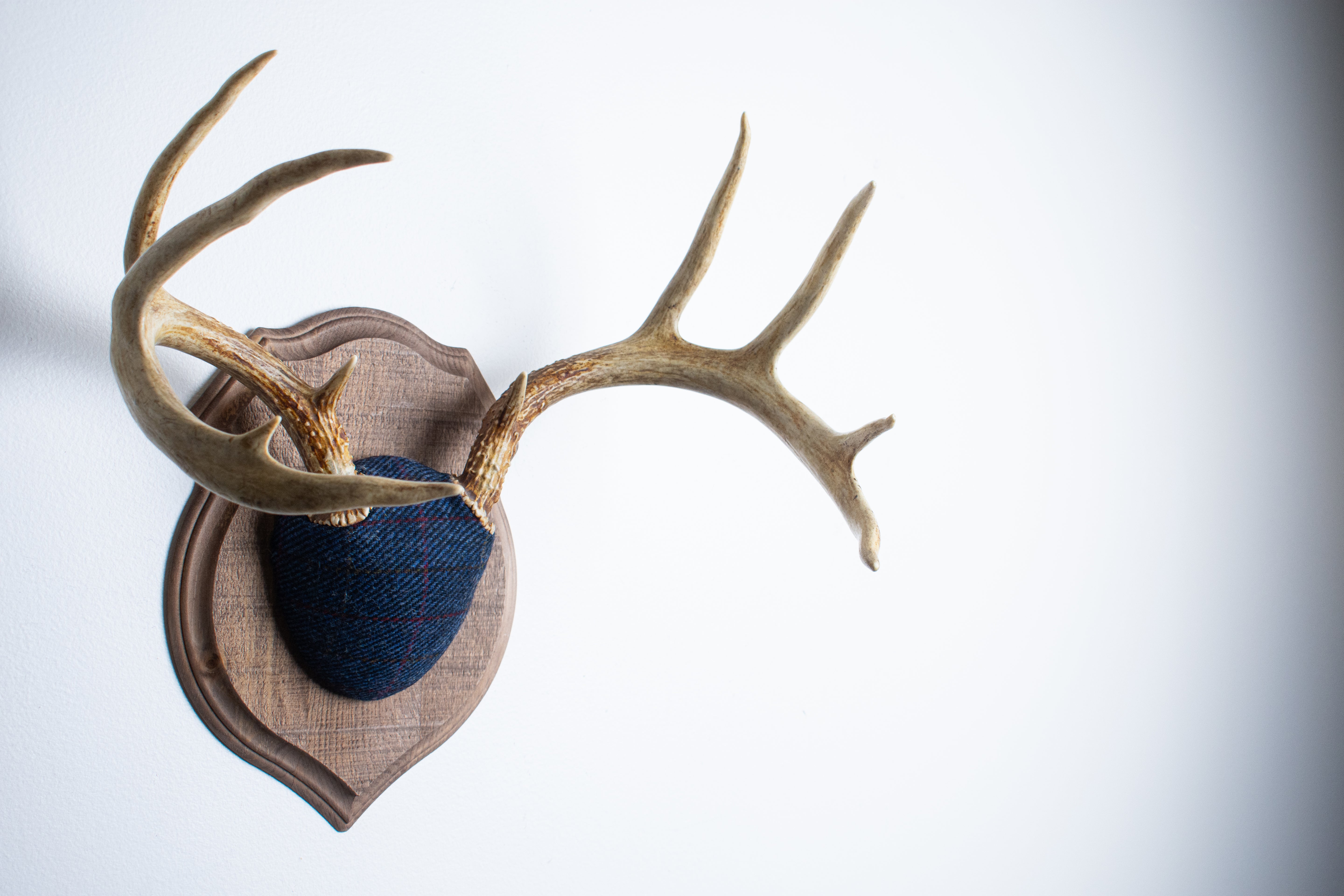 Whitetail Deer Antler Mount | Blue with Red Overcheck | 07