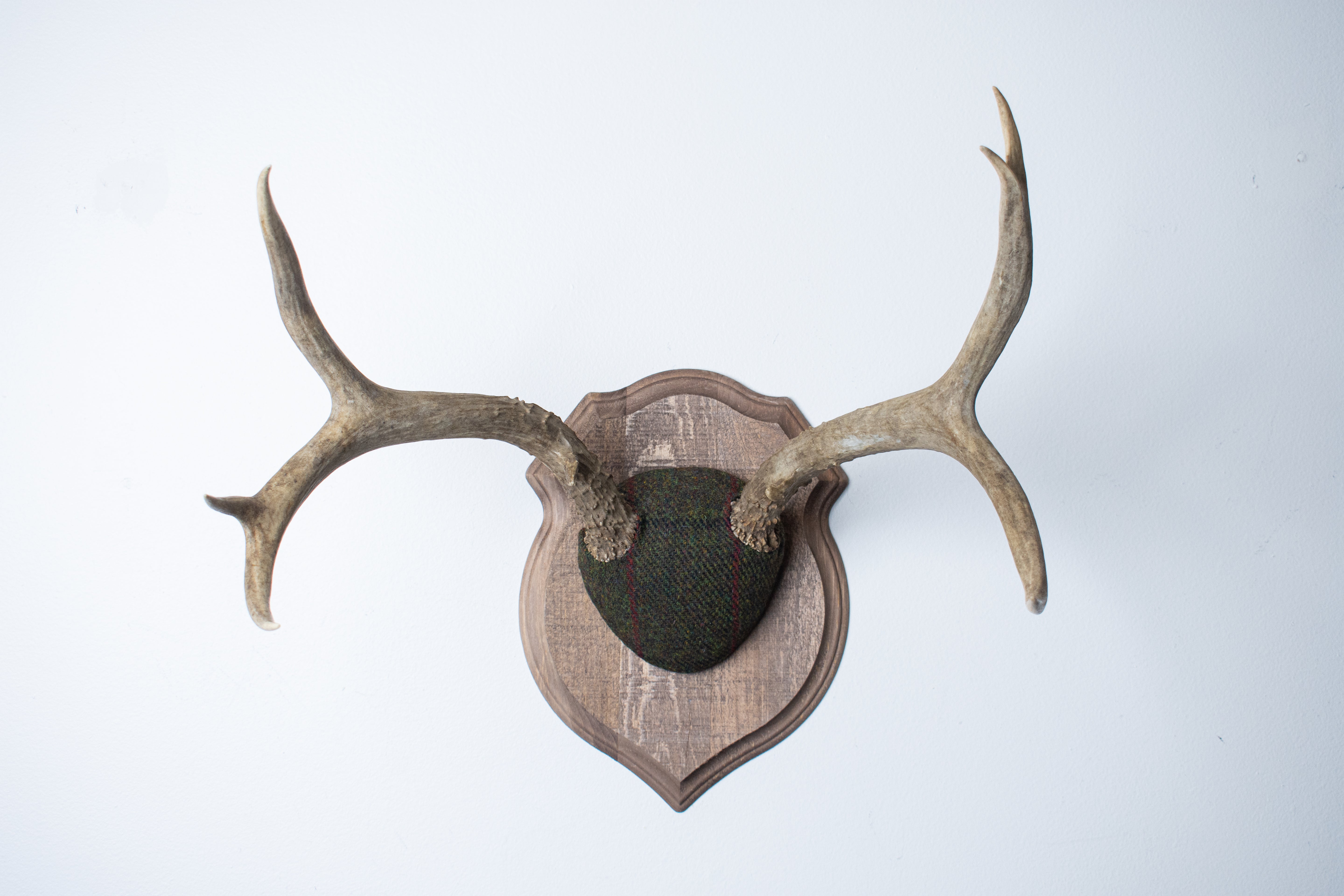 Mule Deer Antler Mount | Green with Black and Red Overcheck | 01