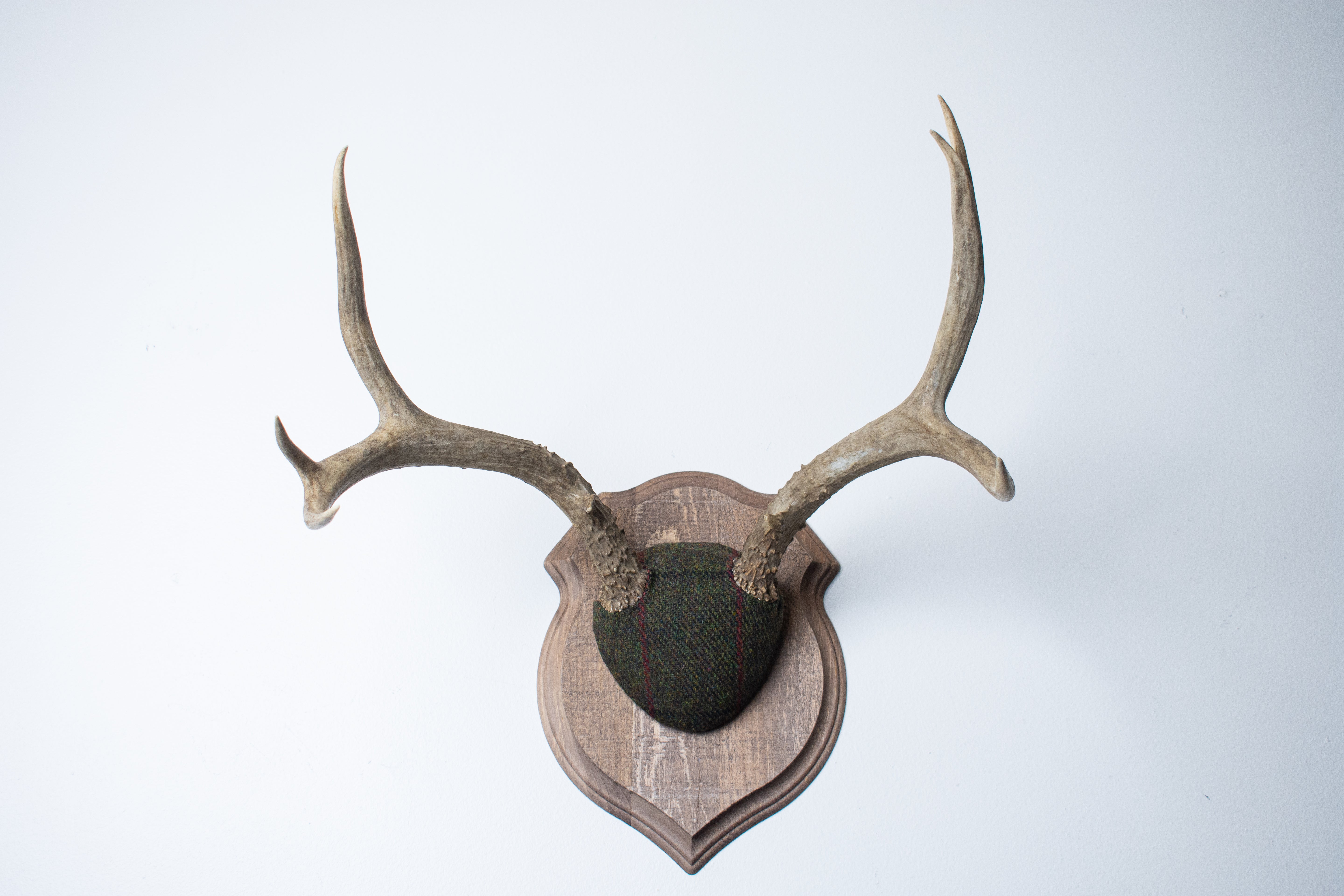 Mule Deer Antler Mount | Green with Black and Red Overcheck | 01