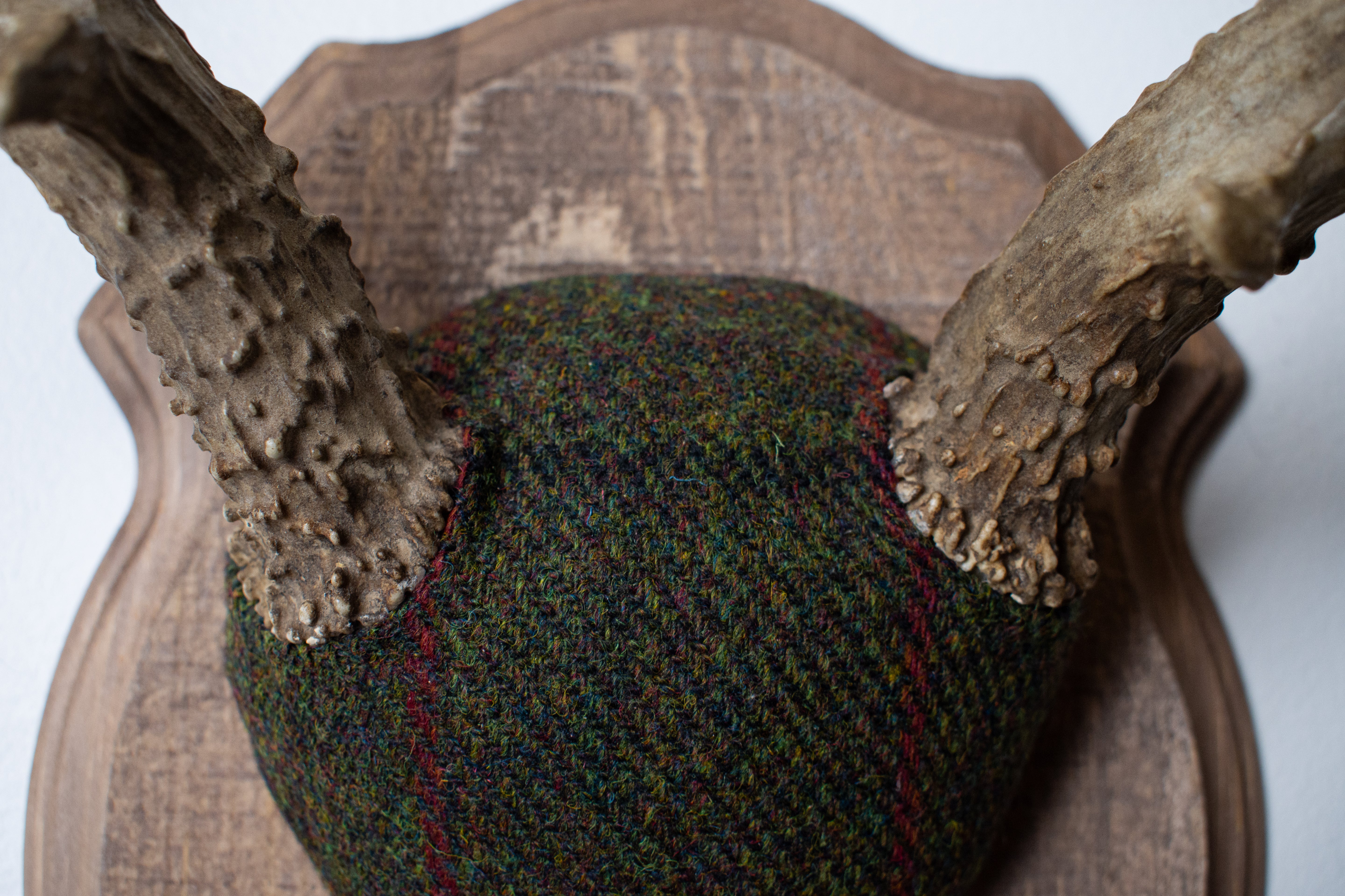 Mule Deer Antler Mount | Green with Black and Red Overcheck | 01