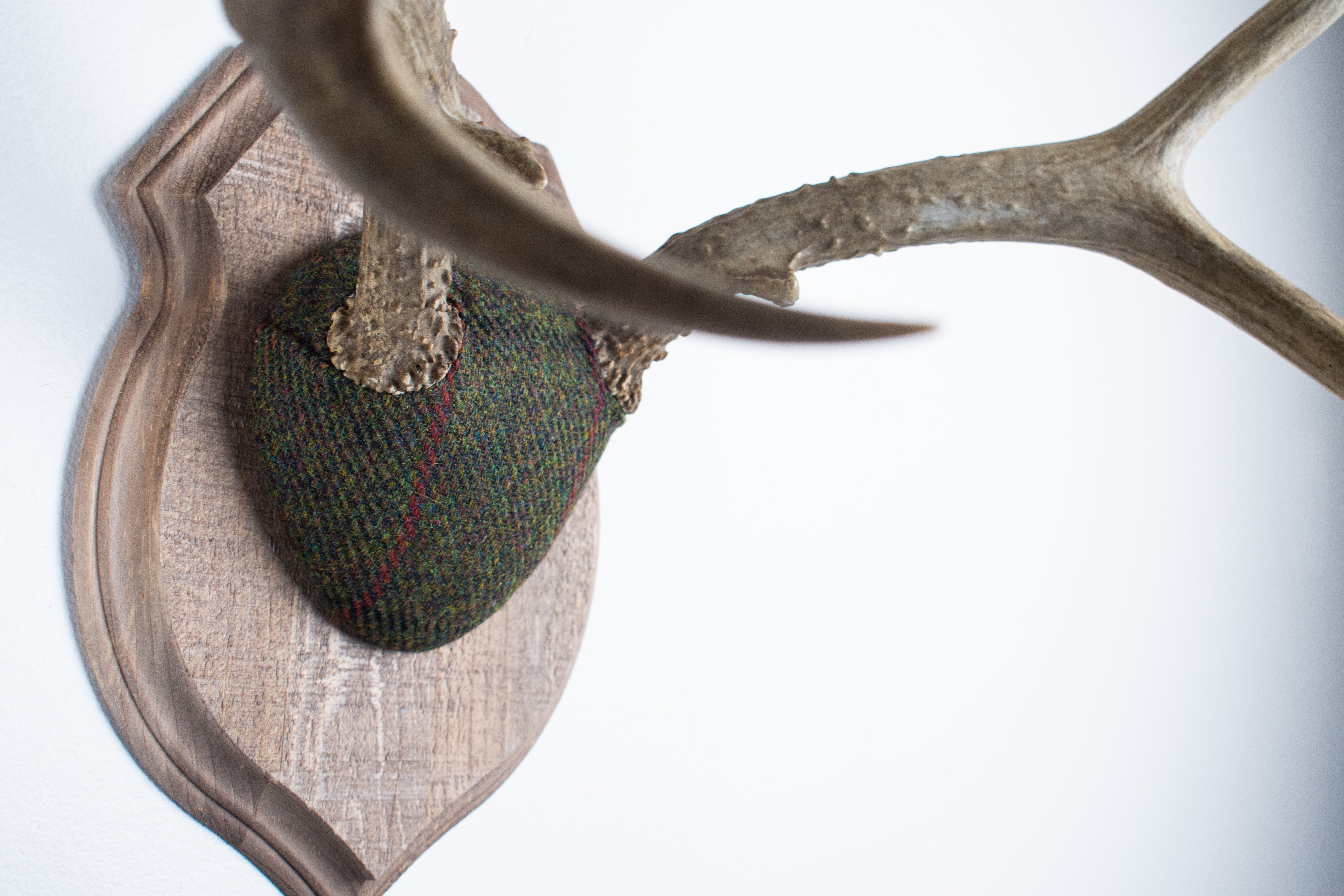 Mule Deer Antler Mount | Green with Black and Red Overcheck | 01