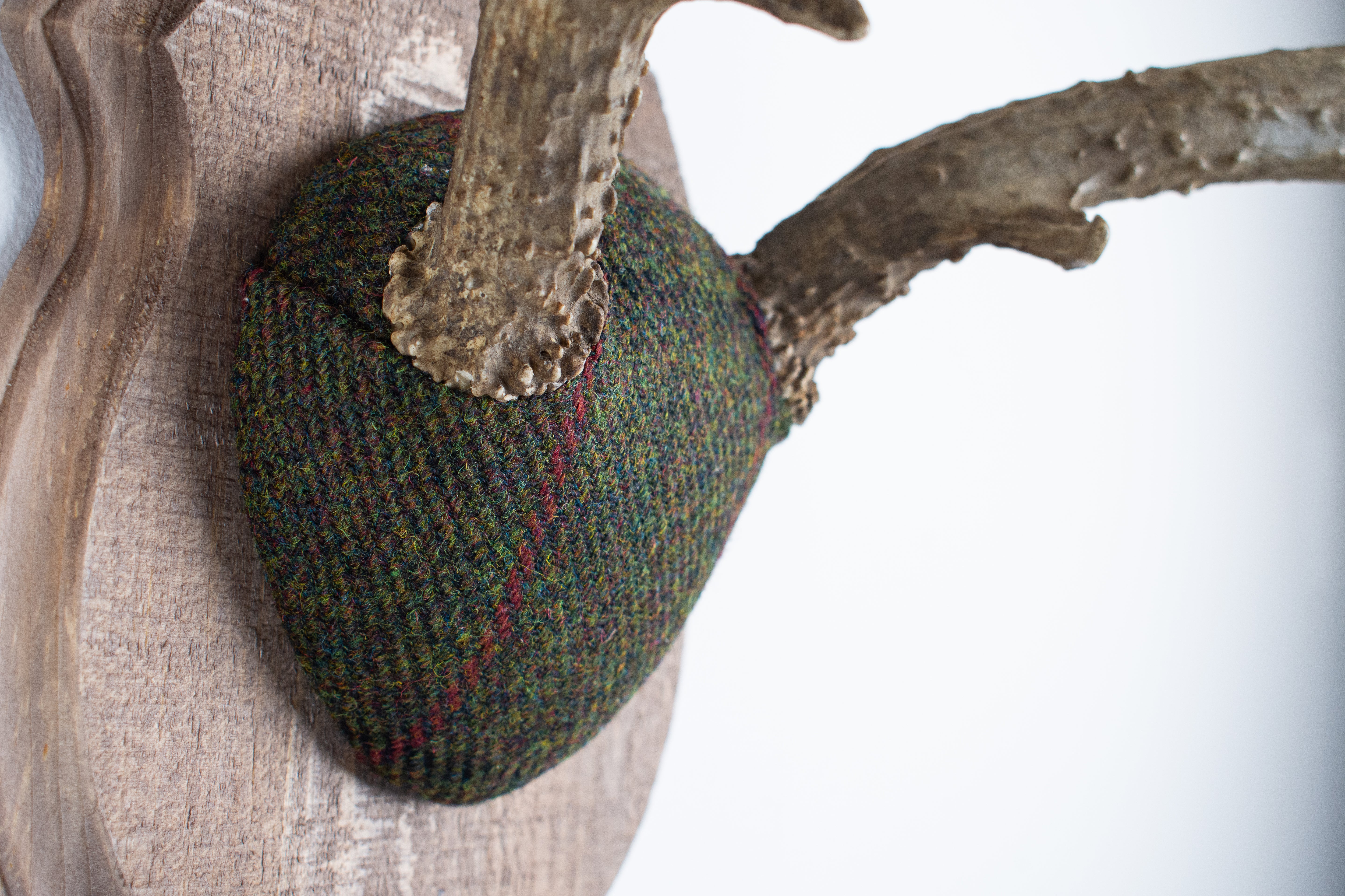 Mule Deer Antler Mount | Green with Black and Red Overcheck | 01
