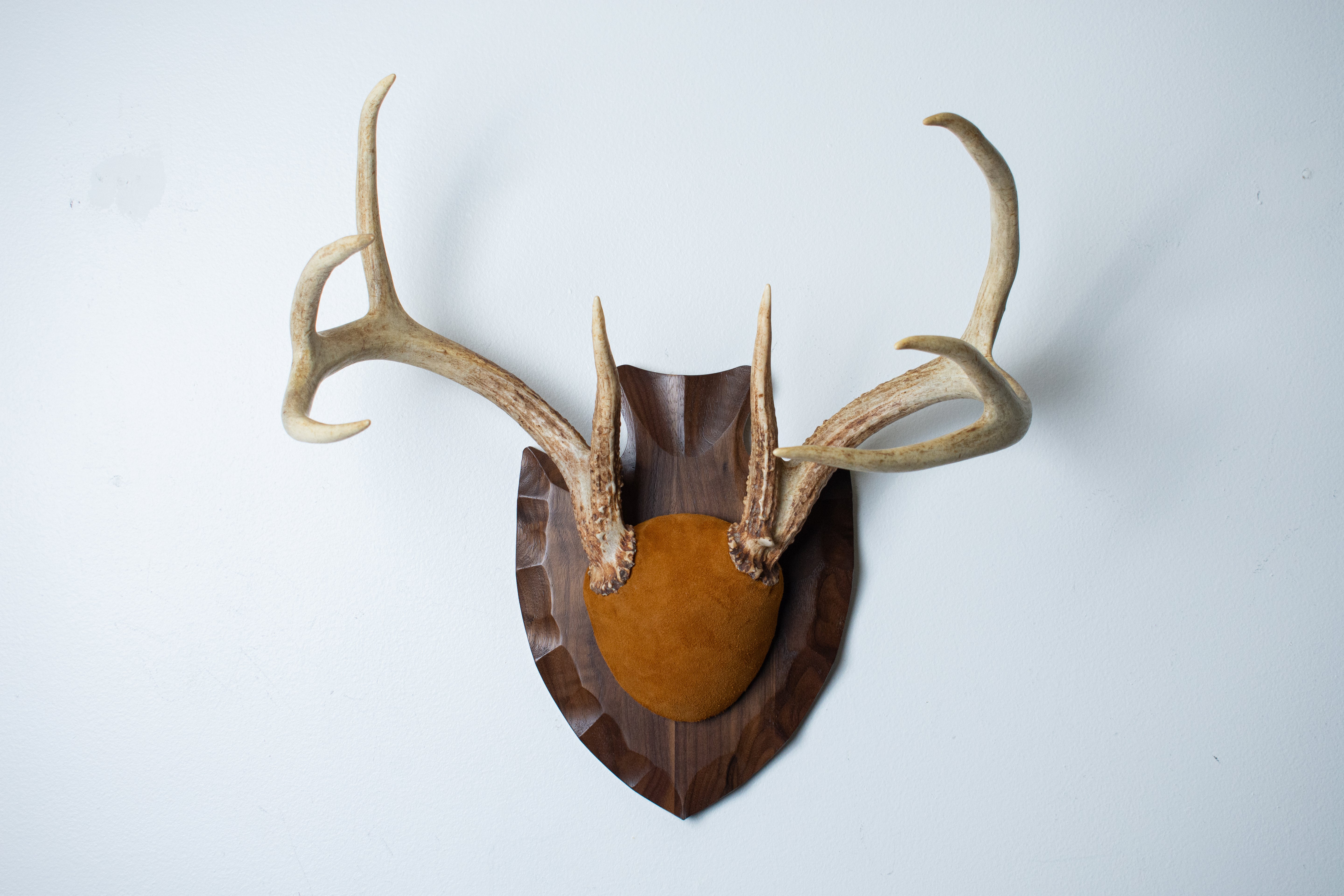 Whitetail Deer Antler Mount | Nutmeg | 02