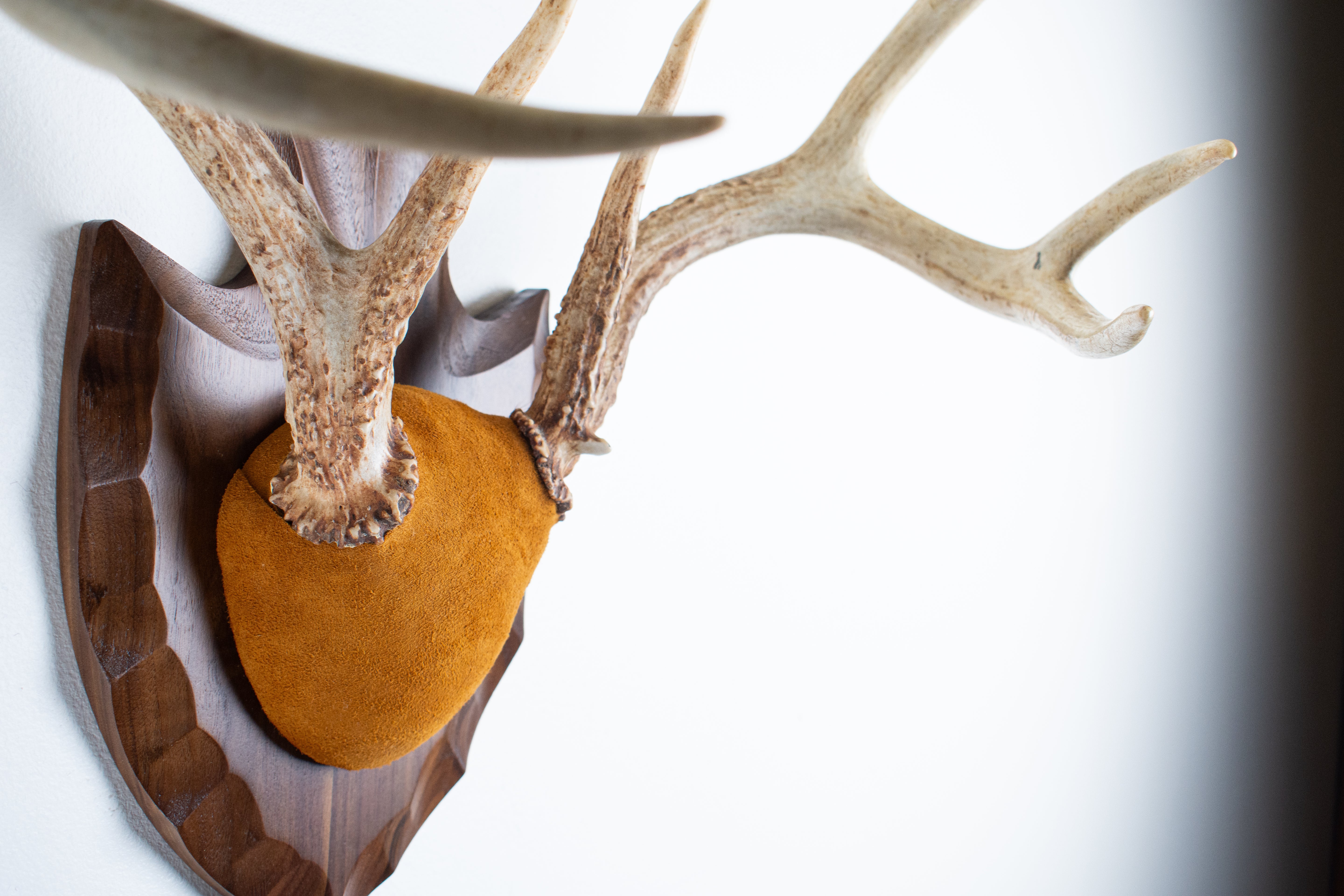 Whitetail Deer Antler Mount | Nutmeg | 02
