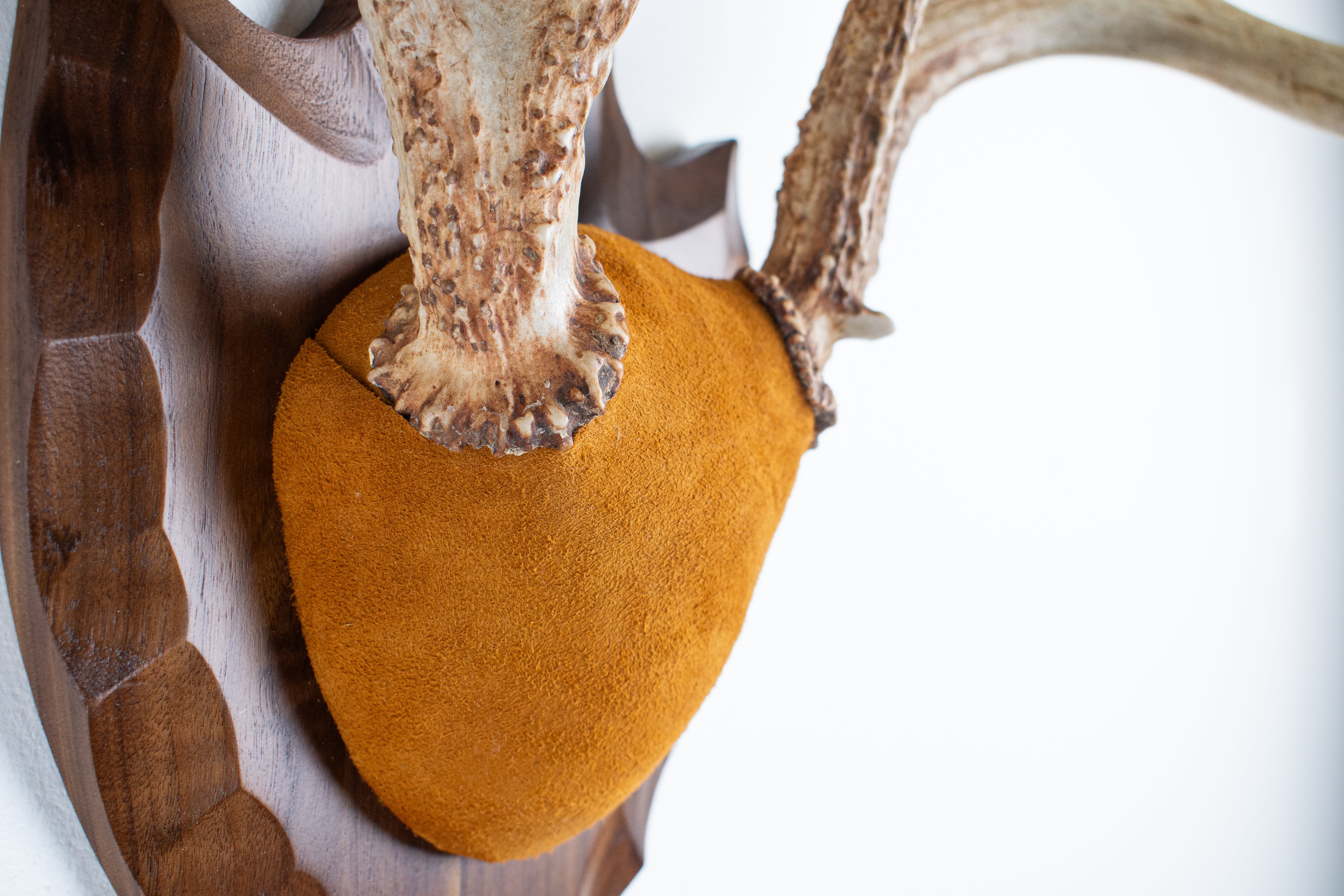 Whitetail Deer Antler Mount | Nutmeg | 02