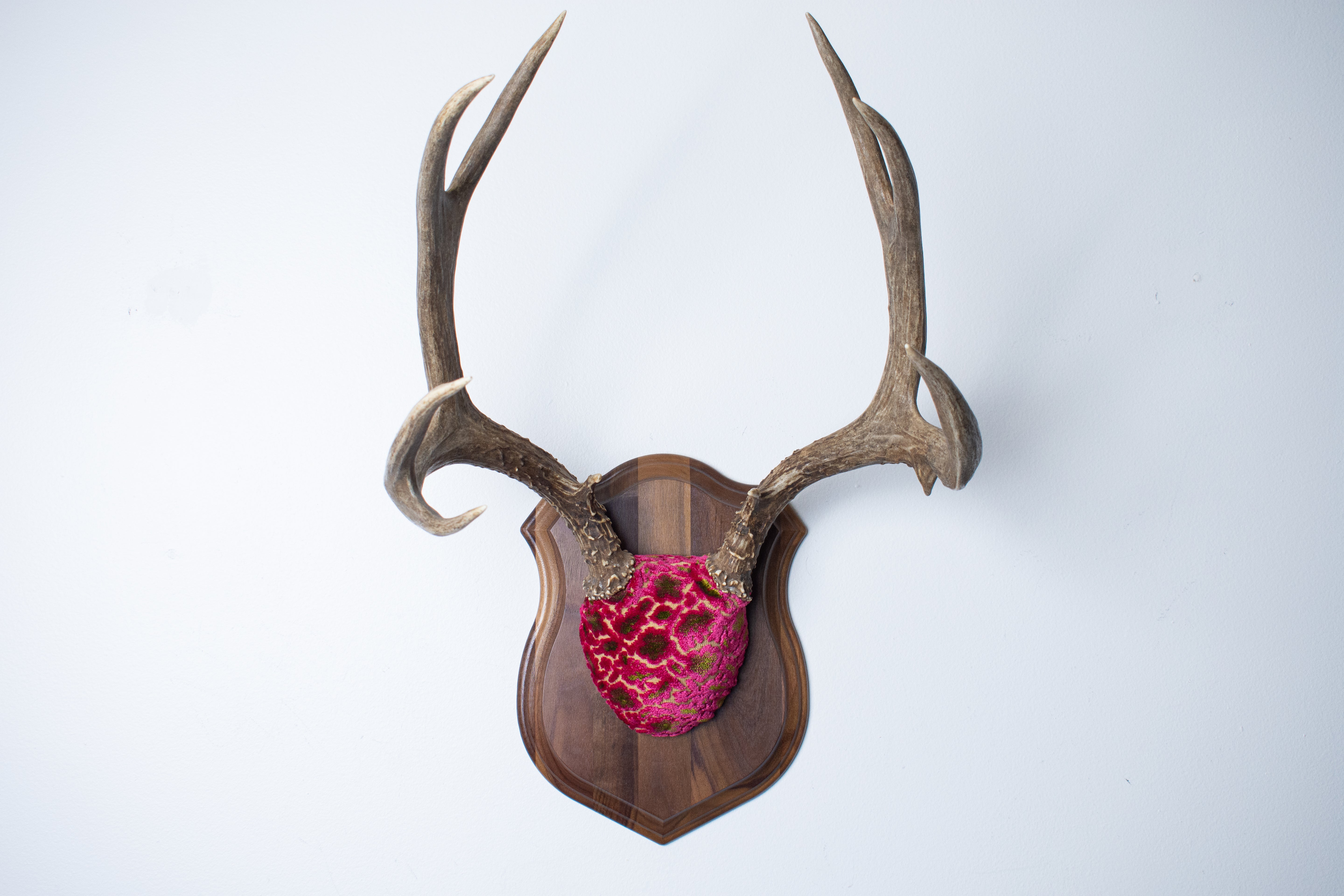 Mule Deer Antler Mount | Magenta & Olive | 01