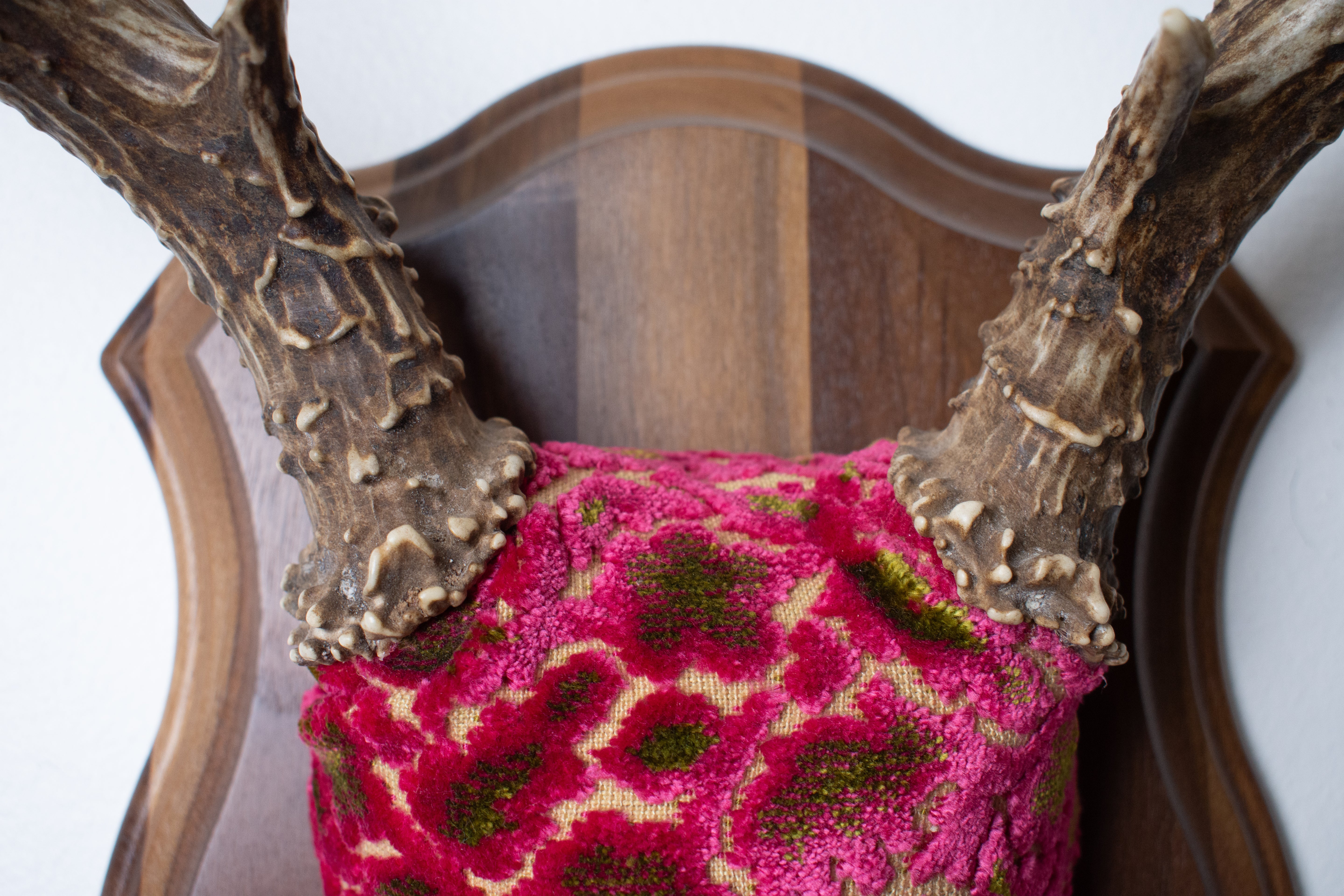 Mule Deer Antler Mount | Magenta & Olive | 01