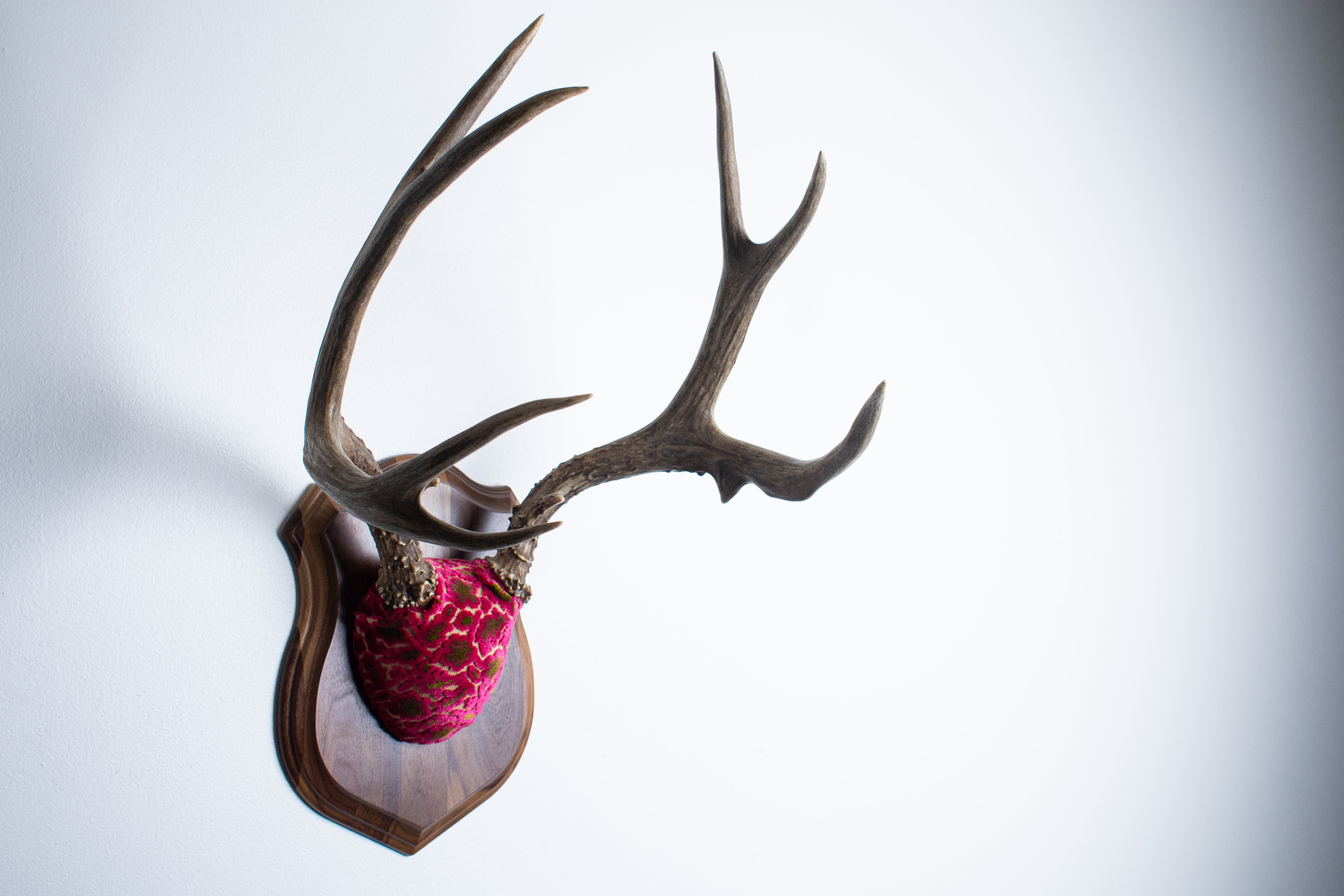 Mule Deer Antler Mount | Magenta & Olive | 01