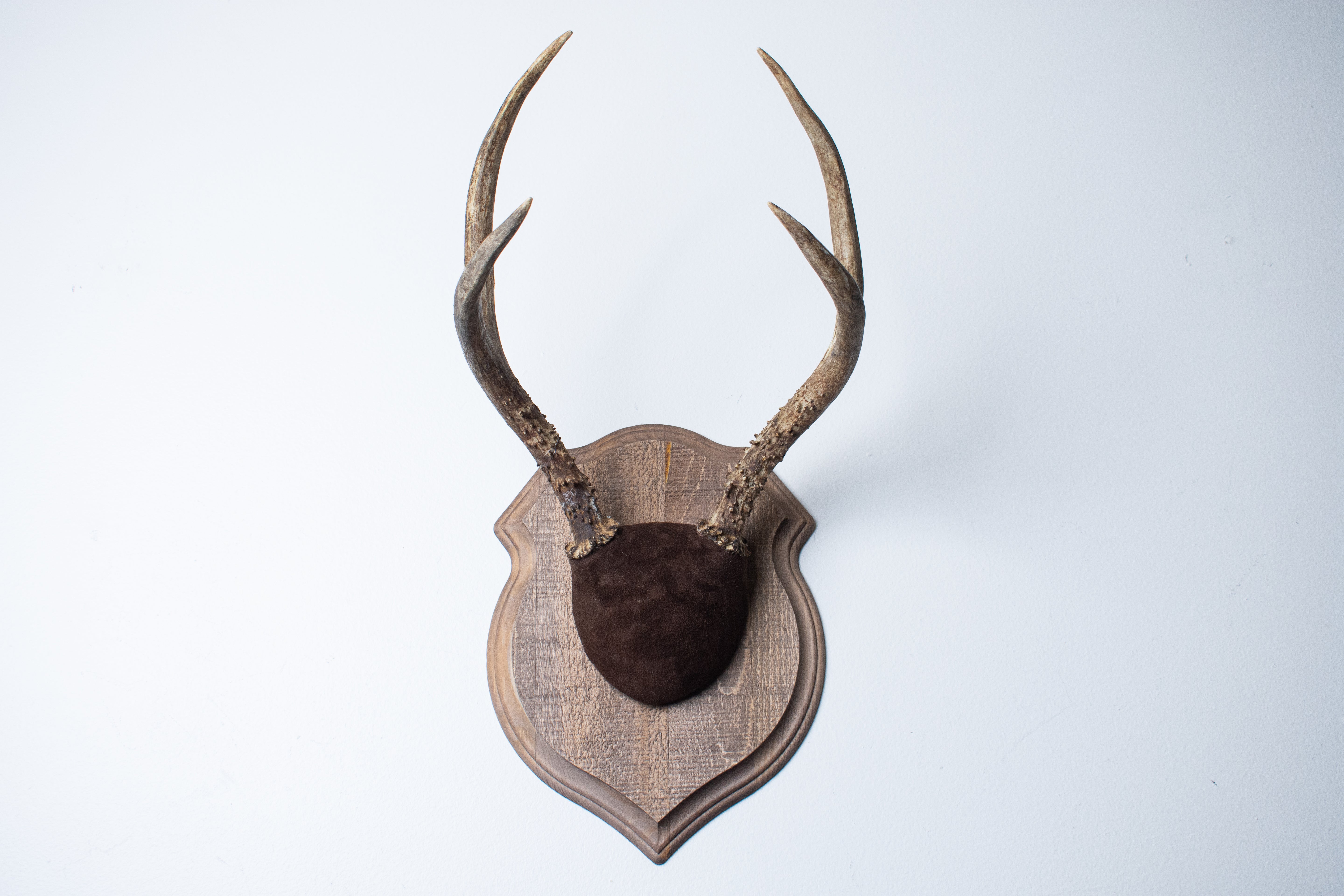 Mule Deer Antler Mount | Chocolate | 12